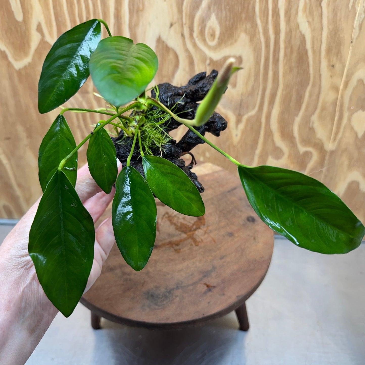 Scapeshop.com.au One Only Anubias Lucy on Small/Medium Driftwood Creation - One Only - Happy Anubias Lucy on Driftwood - One Only - buy Aquarium Plants in Australia