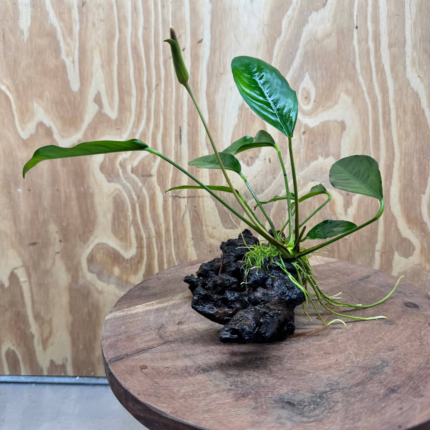 Scapeshop.com.au One Only Anubias Lucy on Small/Medium Driftwood Creation - One Only - Happy Anubias Lucy on Driftwood - One Only - buy Aquarium Plants in Australia