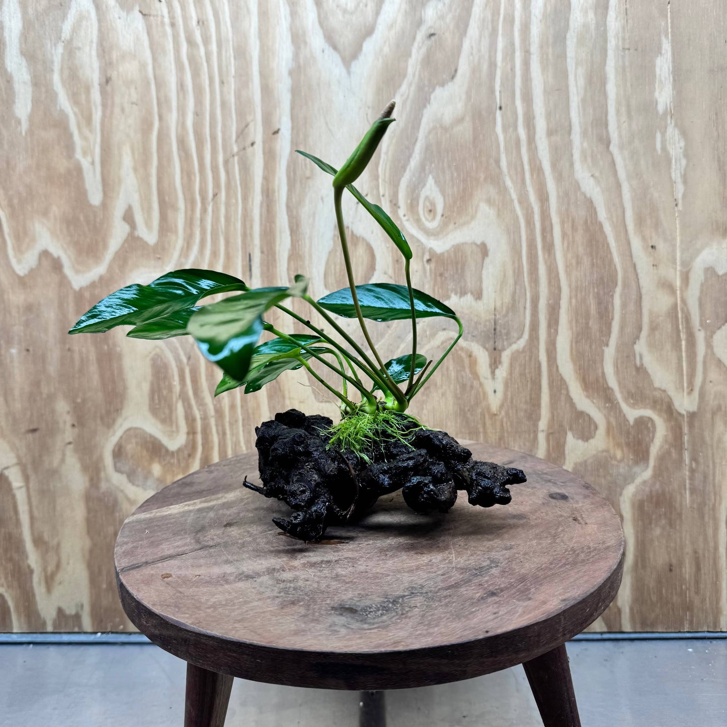 Scapeshop.com.au One Only Anubias Lucy on Small/Medium Driftwood Creation - One Only - Happy Anubias Lucy on Driftwood - One Only - buy Aquarium Plants in Australia