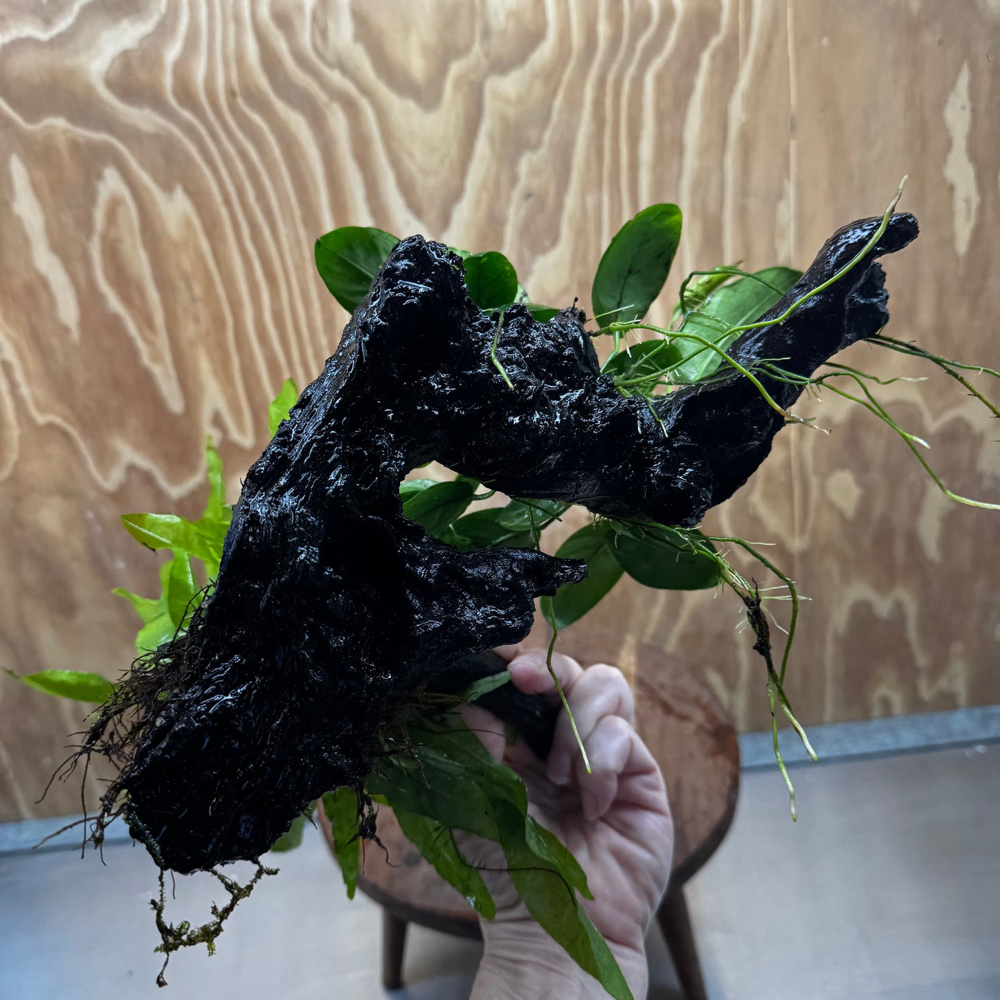 Scapeshop.com.au One Only Anubias Nana & Microsorum 'Indo'(Java Fern) Driftwood Creation - One Only - Happy Anubias Nana & Microsorum 'Indo'(Java Fern) Driftwood Creation - One Only - Happy