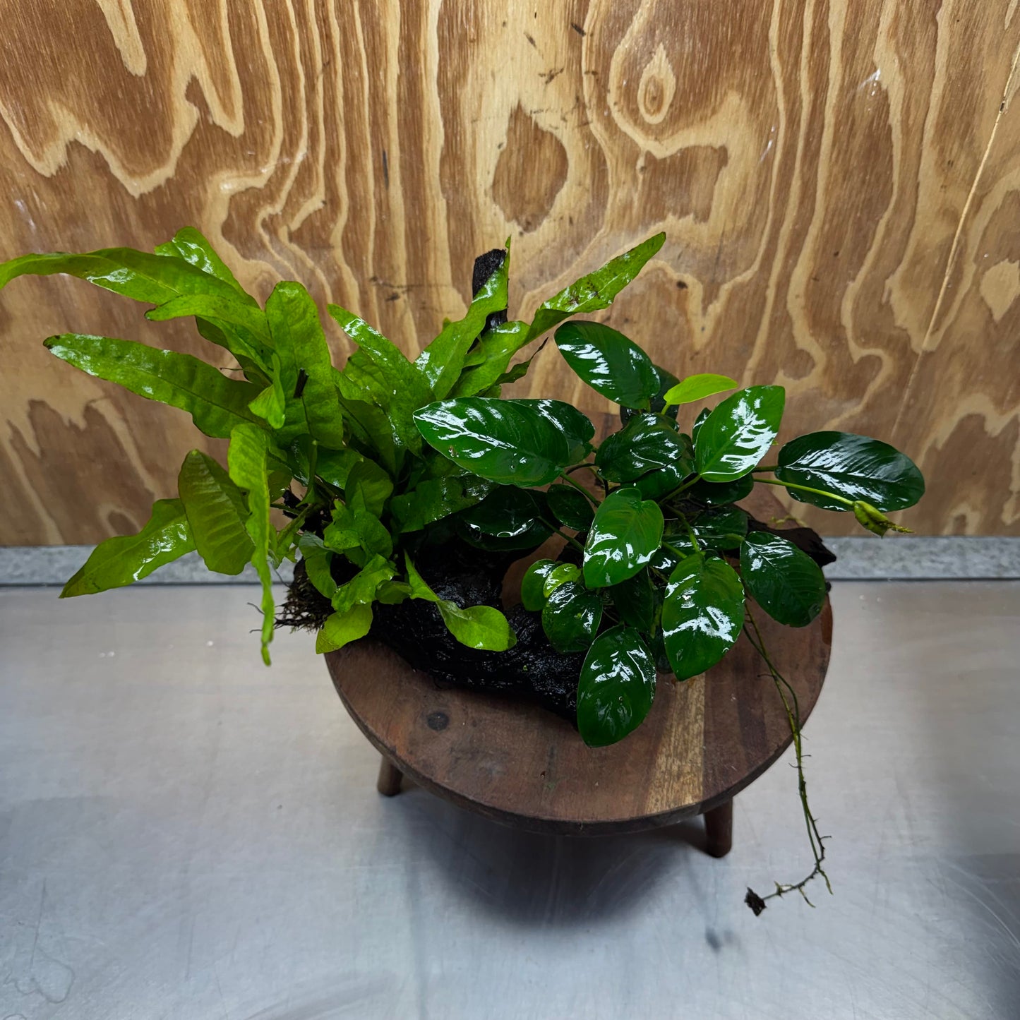 Scapeshop.com.au One Only Anubias Nana & Microsorum 'Indo'(Java Fern) Driftwood Creation - One Only - Happy Anubias Nana & Microsorum 'Indo'(Java Fern) Driftwood Creation - One Only - Happy