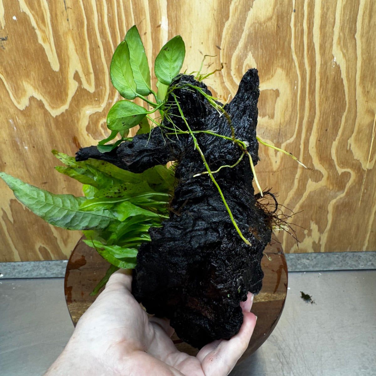 Scapeshop.com.au One Only Anubias Nana & Microsorum 'Indo'(Java Fern) Driftwood Creation - One Only - Happy Anubias Nana & Microsorum 'Indo'(Java Fern) Driftwood Creation - One Only - Happy