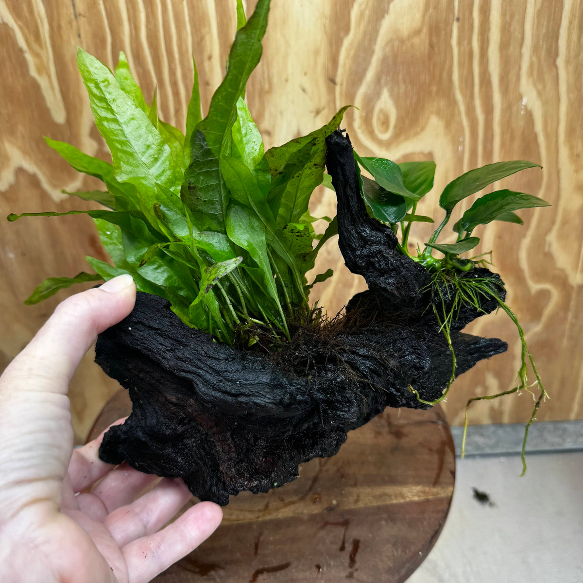 Scapeshop.com.au One Only Anubias Nana & Microsorum 'Indo'(Java Fern) Driftwood Creation - One Only - Happy Anubias Nana & Microsorum 'Indo'(Java Fern) Driftwood Creation - One Only - Happy