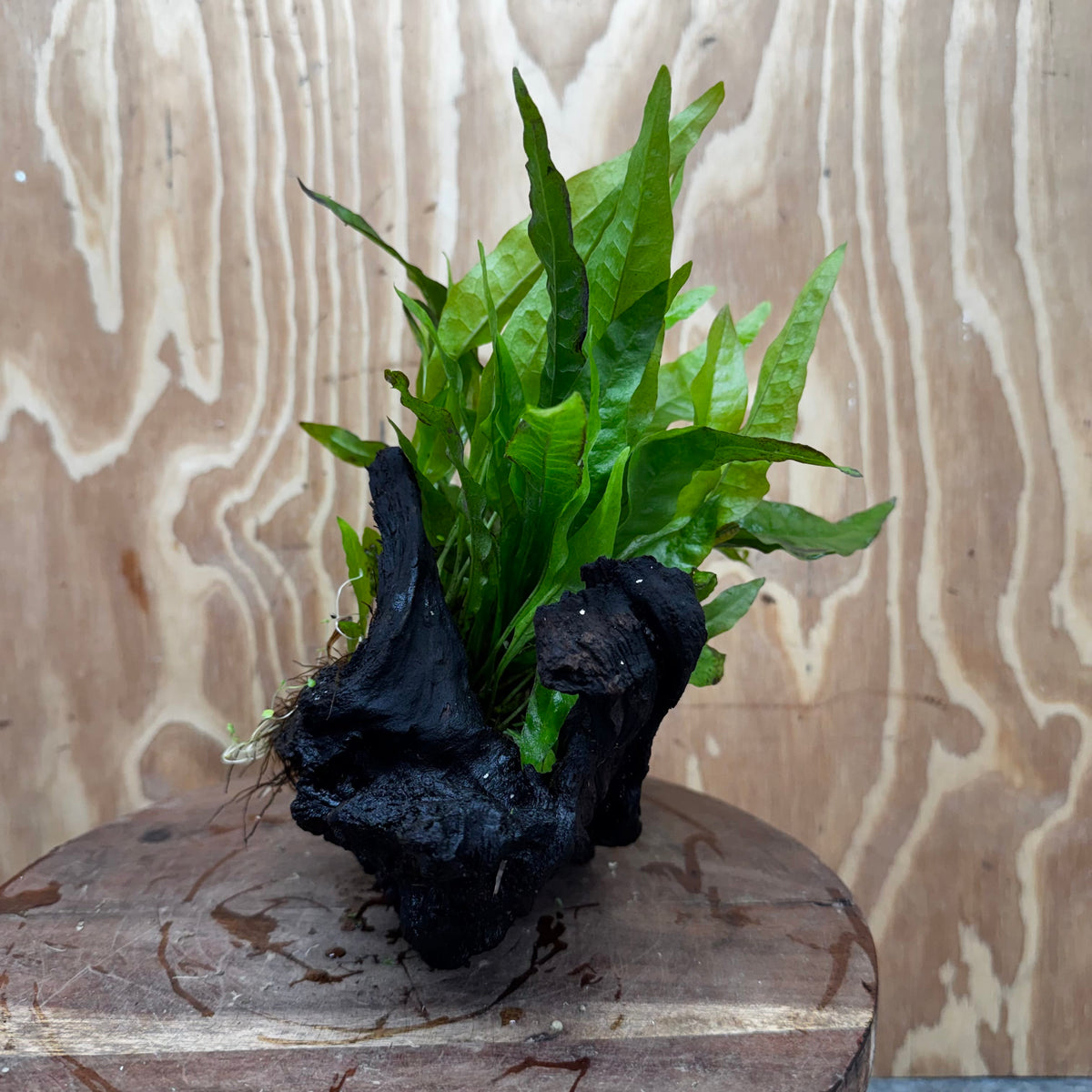 Scapeshop.com.au One Only Anubias Nana & Microsorum 'Indo'(Java Fern) Driftwood Creation - One Only - Happy Anubias Nana & Microsorum 'Indo'(Java Fern) Driftwood Creation - One Only - Happy