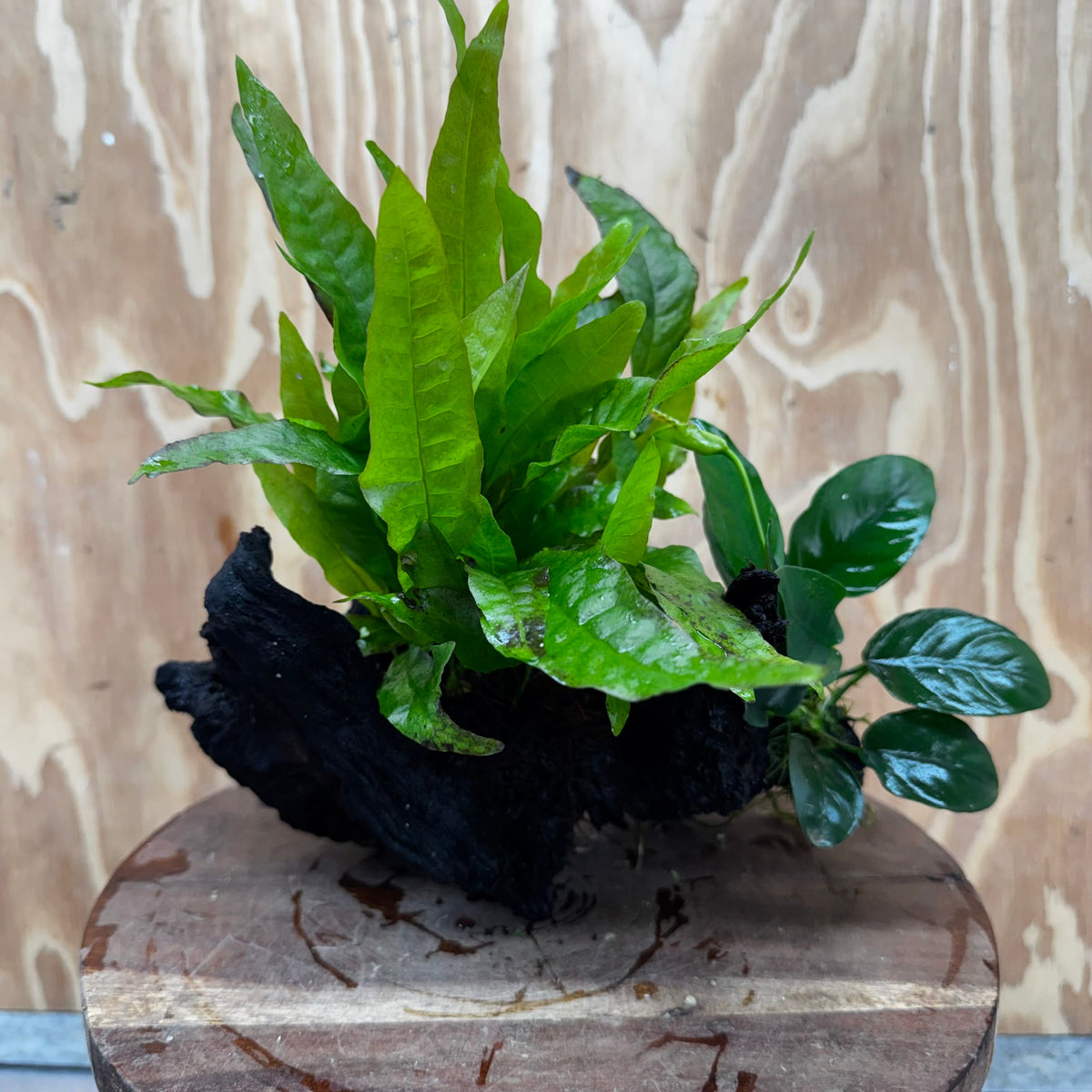 Scapeshop.com.au One Only Anubias Nana & Microsorum 'Indo'(Java Fern) Driftwood Creation - One Only - Happy Anubias Nana & Microsorum 'Indo'(Java Fern) Driftwood Creation - One Only - Happy