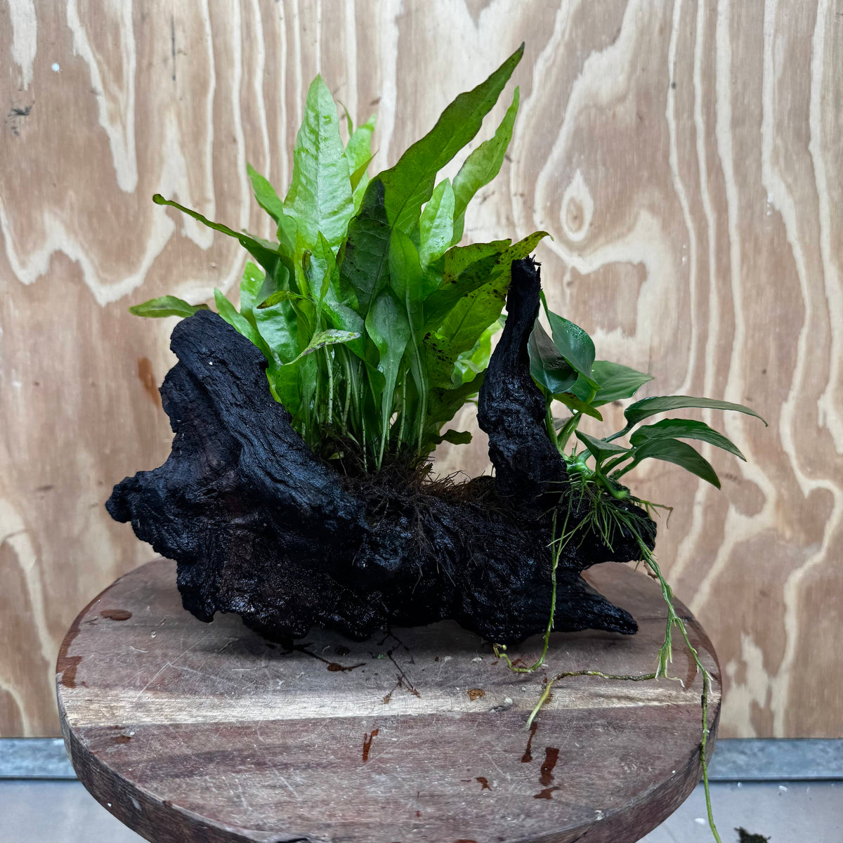 Scapeshop.com.au One Only Anubias Nana & Microsorum 'Indo'(Java Fern) Driftwood Creation - One Only - Happy Anubias Nana & Microsorum 'Indo'(Java Fern) Driftwood Creation - One Only - Happy