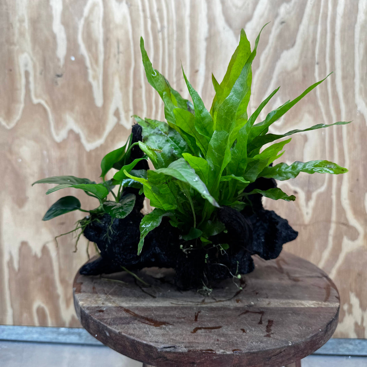 Scapeshop.com.au One Only Anubias Nana & Microsorum 'Indo'(Java Fern) Driftwood Creation - One Only - Happy Anubias Nana & Microsorum 'Indo'(Java Fern) Driftwood Creation - One Only - Happy