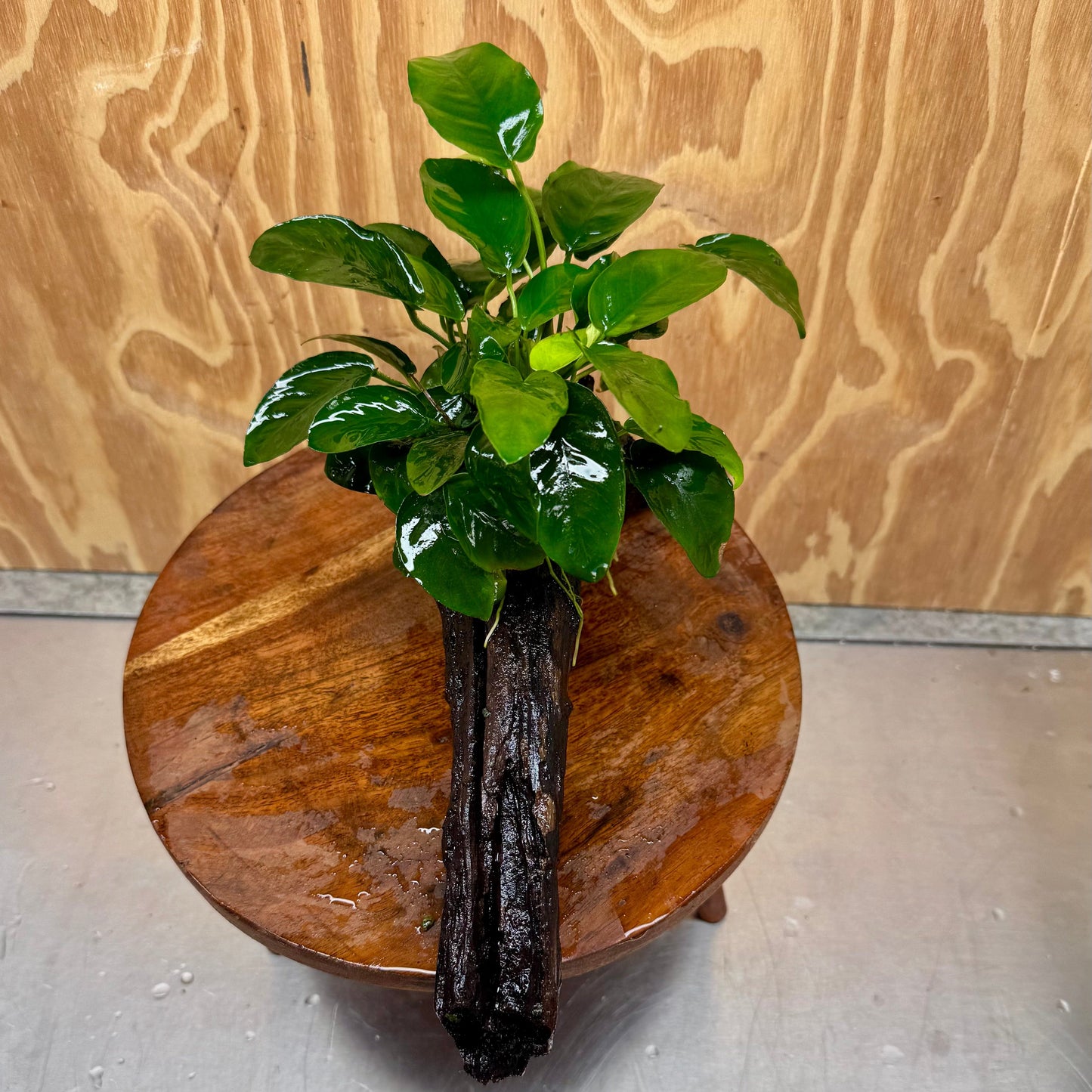 Pisces Enterprises One Only Anubias 'Nana' on Large Driftwood Creation - ONE ONLY Anubias Nana on Large Driftwood - One Only Scapeshop Australia