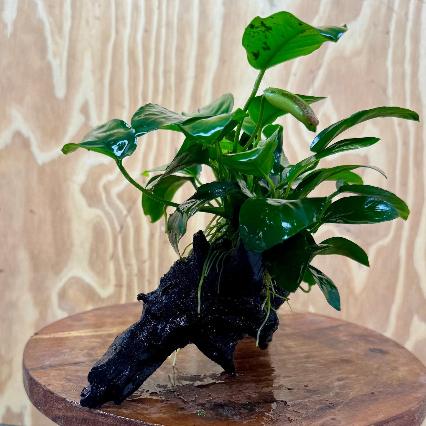 Pisces Enterprises One Only Anubias 'Nana' on Large Driftwood Creation - ONE ONLY Anubias Nana on Large Driftwood - One Only Scapeshop Australia