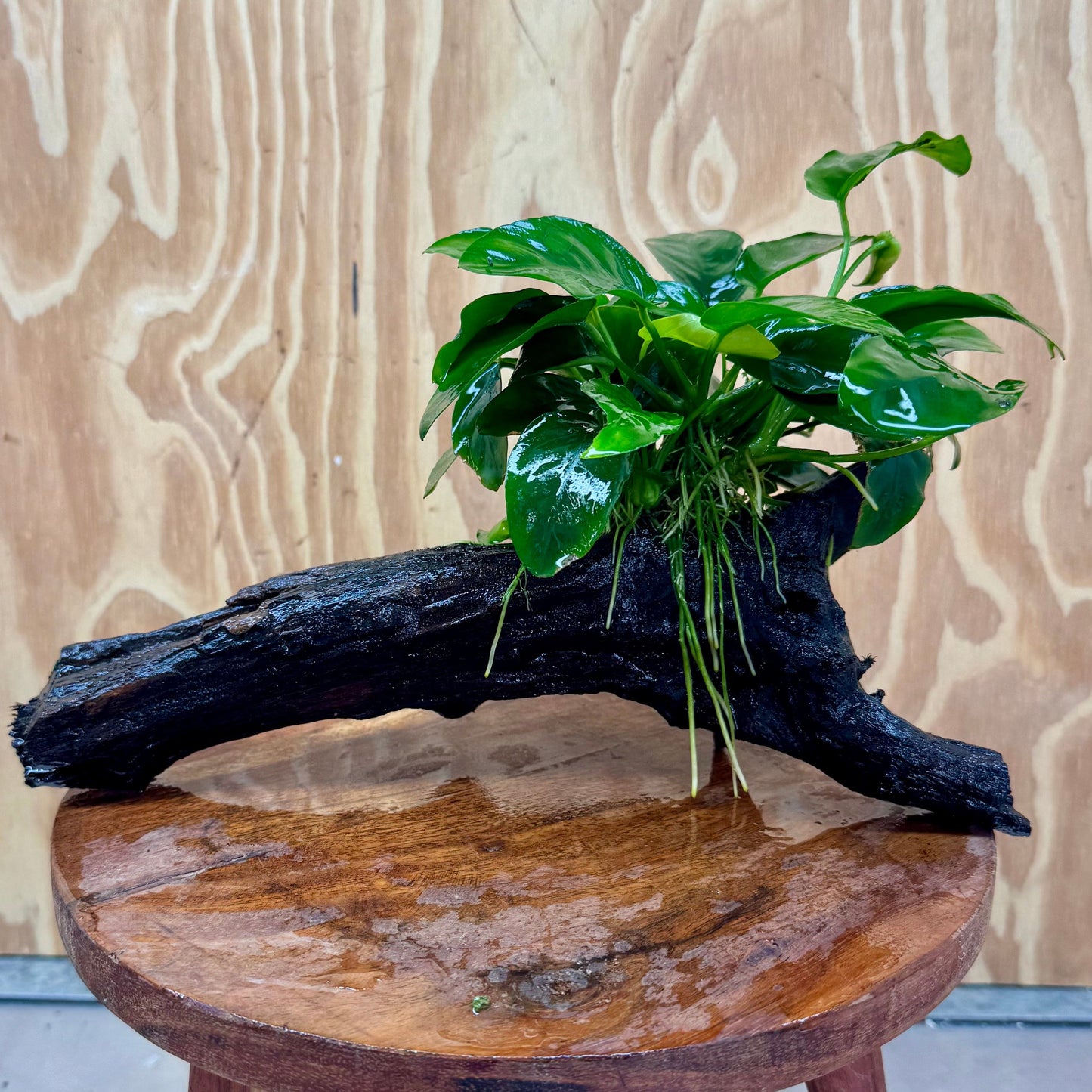 Pisces Enterprises One Only Anubias 'Nana' on Large Driftwood Creation - ONE ONLY Anubias Nana on Large Driftwood - One Only Scapeshop Australia