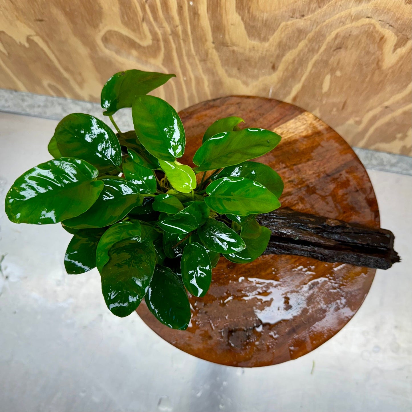 Pisces Enterprises One Only Anubias 'Nana' on Large Driftwood Creation - ONE ONLY Anubias Nana on Large Driftwood - One Only Scapeshop Australia