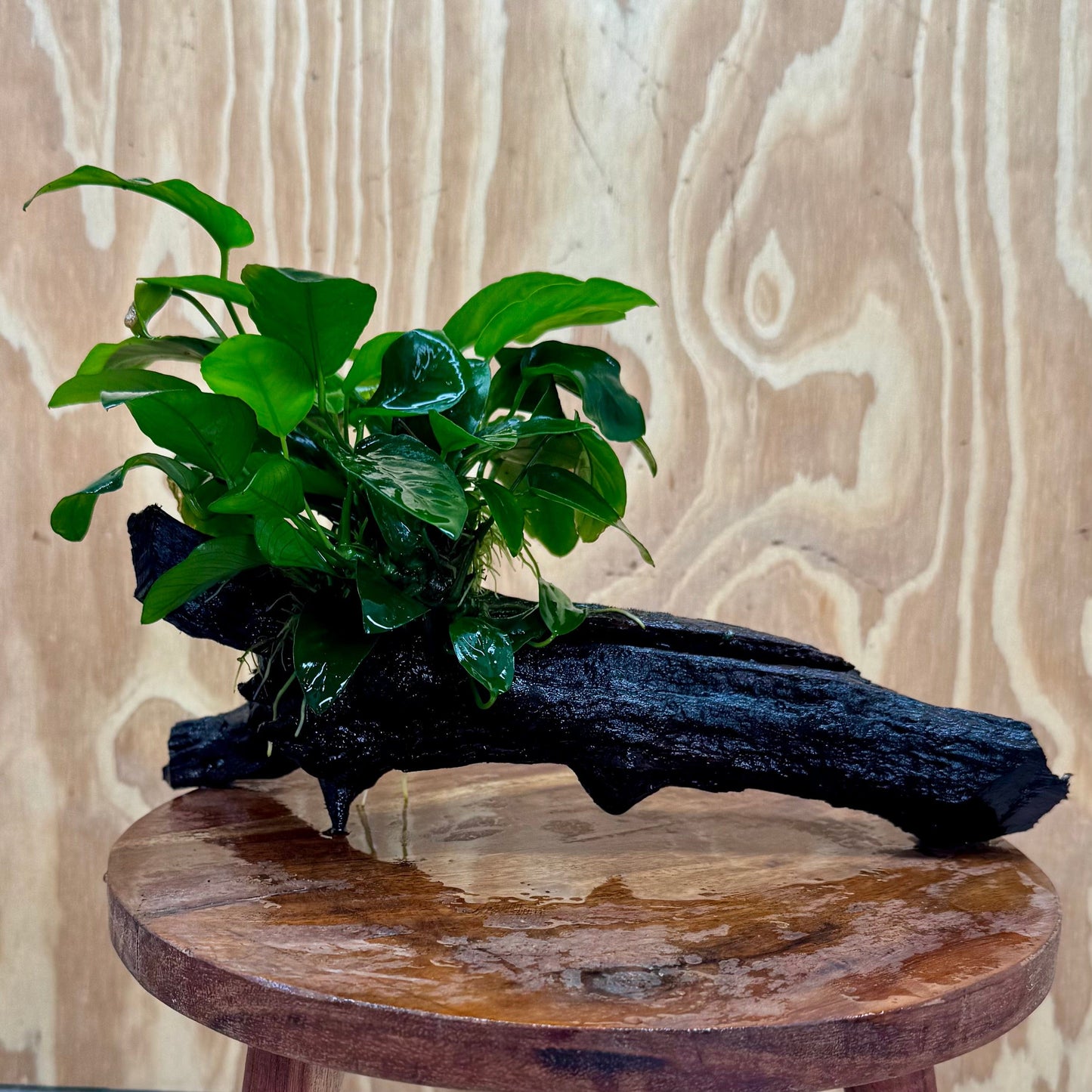 Pisces Enterprises One Only Anubias 'Nana' on Large Driftwood Creation - ONE ONLY Anubias Nana on Large Driftwood - One Only Scapeshop Australia