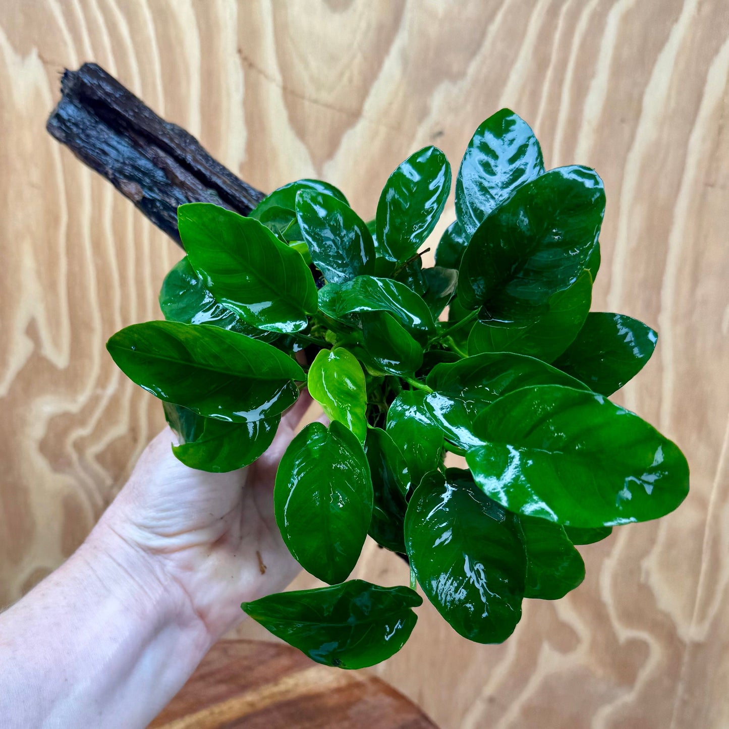 Pisces Enterprises One Only Anubias 'Nana' on Large Driftwood Creation - ONE ONLY Anubias Nana on Large Driftwood - One Only Scapeshop Australia