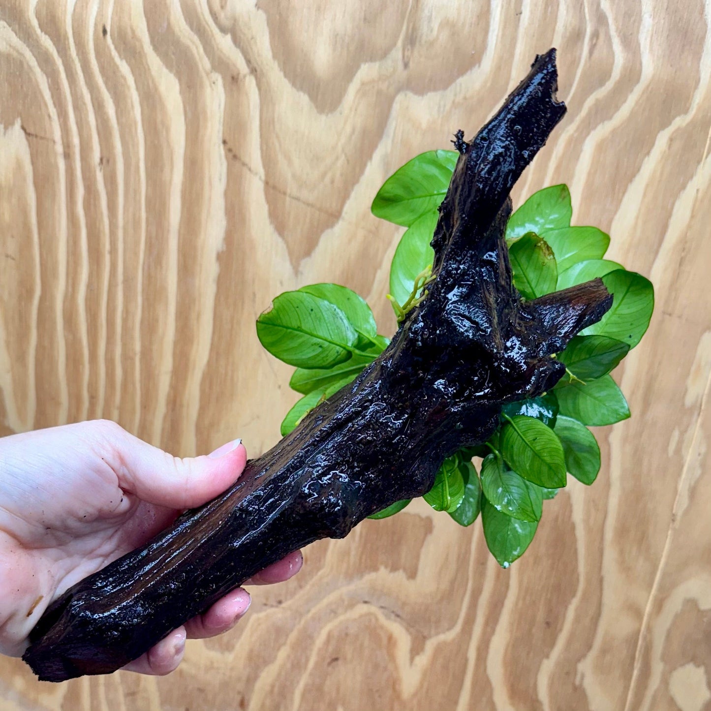 Pisces Enterprises One Only Anubias 'Nana' on Large Driftwood Creation - ONE ONLY Anubias Nana on Large Driftwood - One Only Scapeshop Australia
