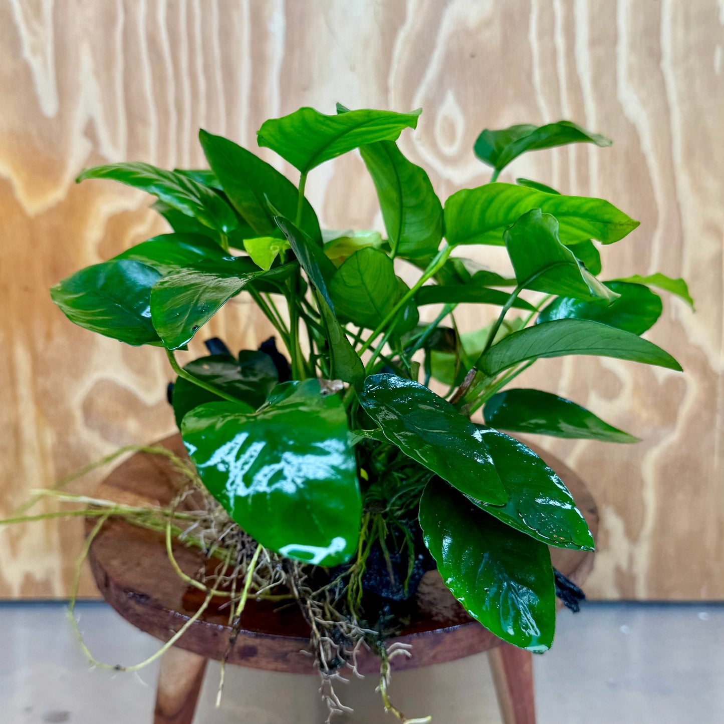 Pisces Enterprises One Only Anubias 'Nana' on Large Driftwood Creation - ONE ONLY Anubias Nana on Large Driftwood - One Only Scapeshop Australia
