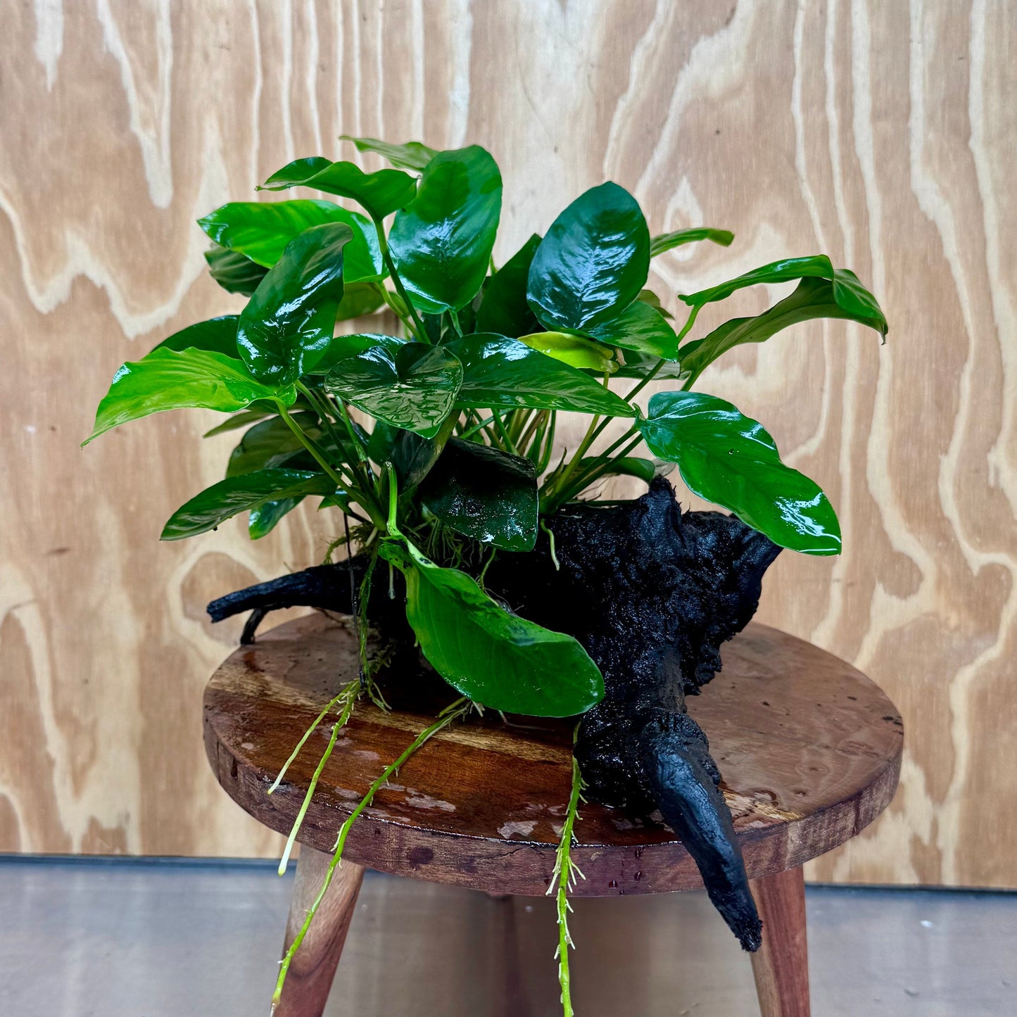 Pisces Enterprises One Only Anubias 'Nana' on Large Driftwood Creation - ONE ONLY Anubias Nana on Large Driftwood - One Only Scapeshop Australia