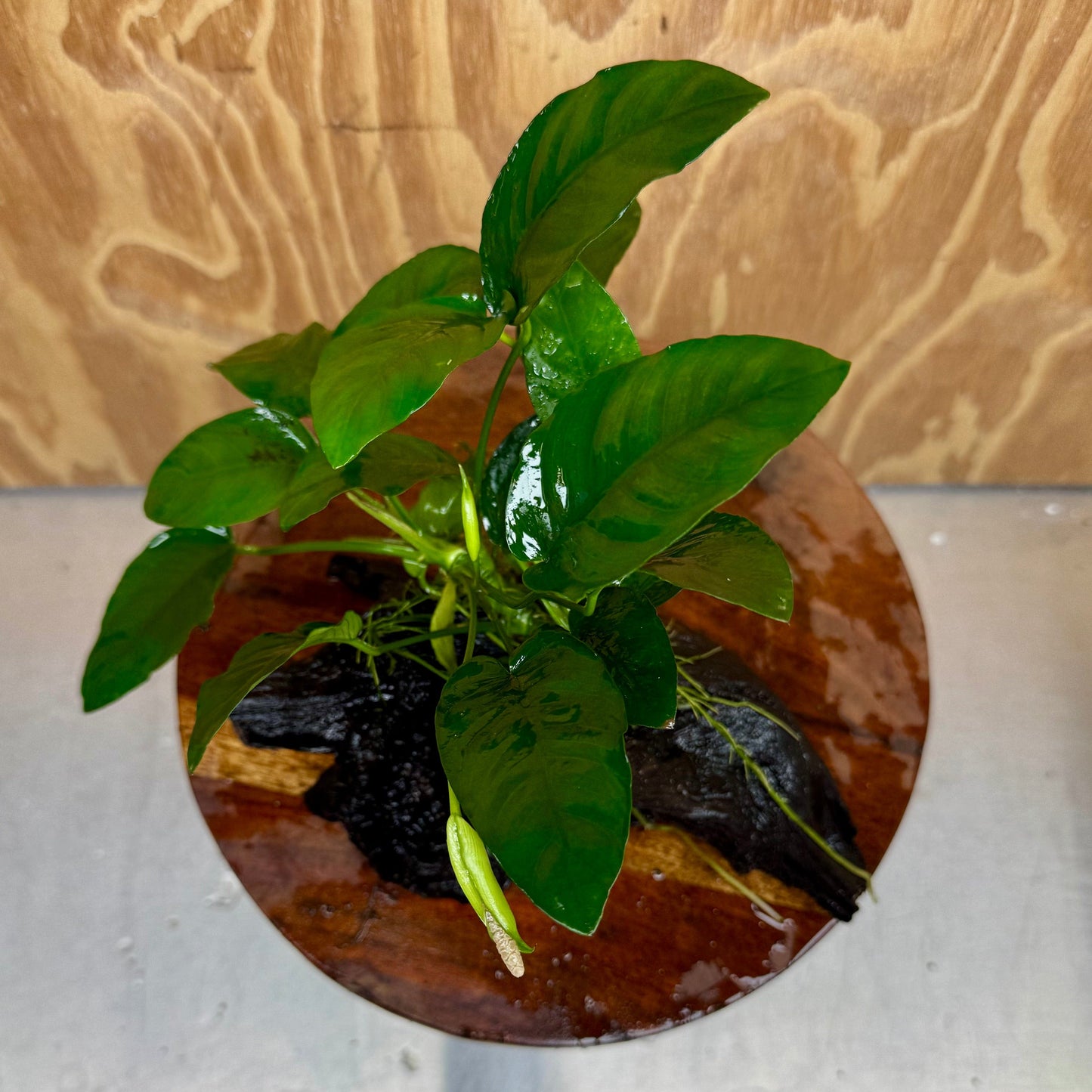 Pisces Enterprises One Only Anubias ‘Nana' on Medium Driftwood Creation - One Only - Beautiful Anubias Nana on Medium Driftwood - ONE ONLY - Scapeshop Aquarium Plants