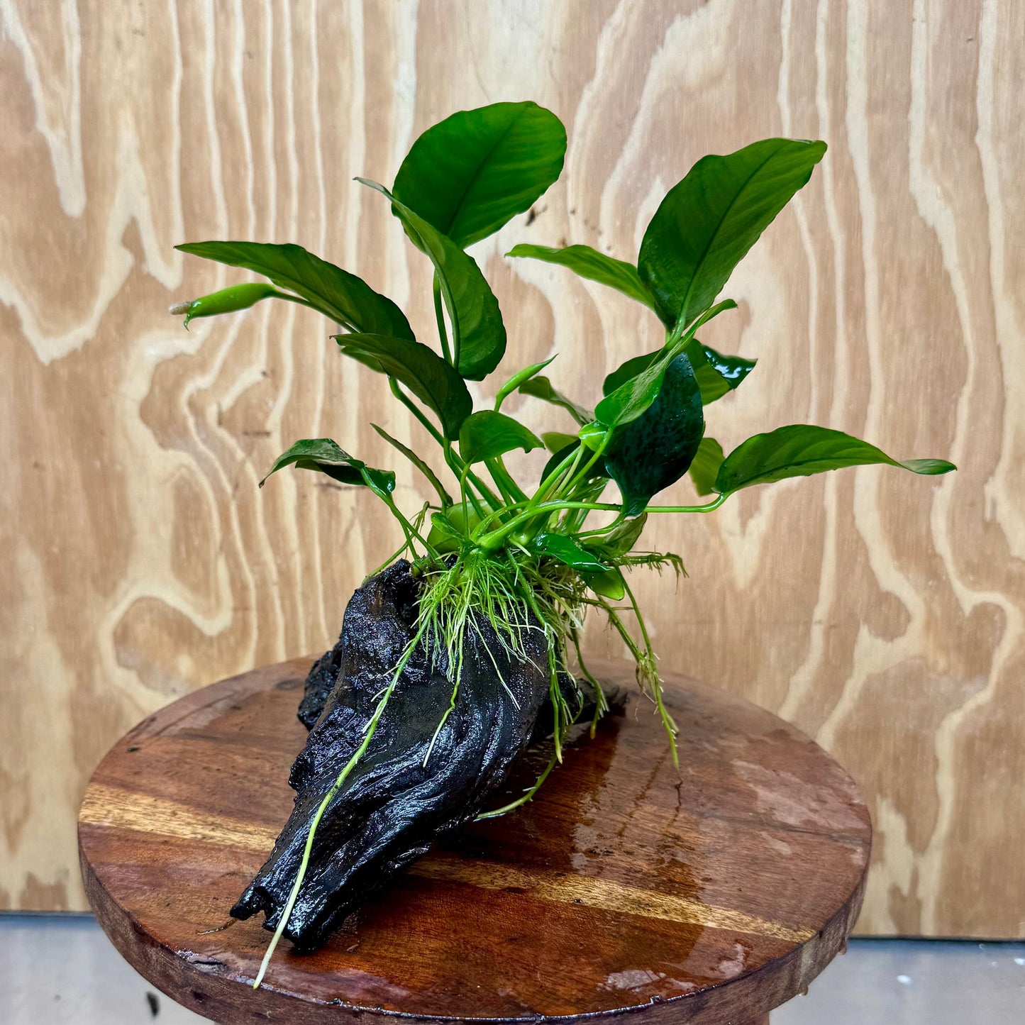 Pisces Enterprises One Only Anubias ‘Nana' on Medium Driftwood Creation - One Only - Beautiful Anubias Nana on Medium Driftwood - ONE ONLY - Scapeshop Aquarium Plants