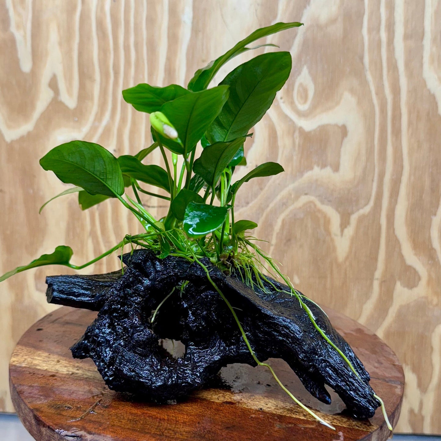 Pisces Enterprises One Only Anubias ‘Nana' on Medium Driftwood Creation - One Only - Beautiful Anubias Nana on Medium Driftwood - ONE ONLY - Scapeshop Aquarium Plants