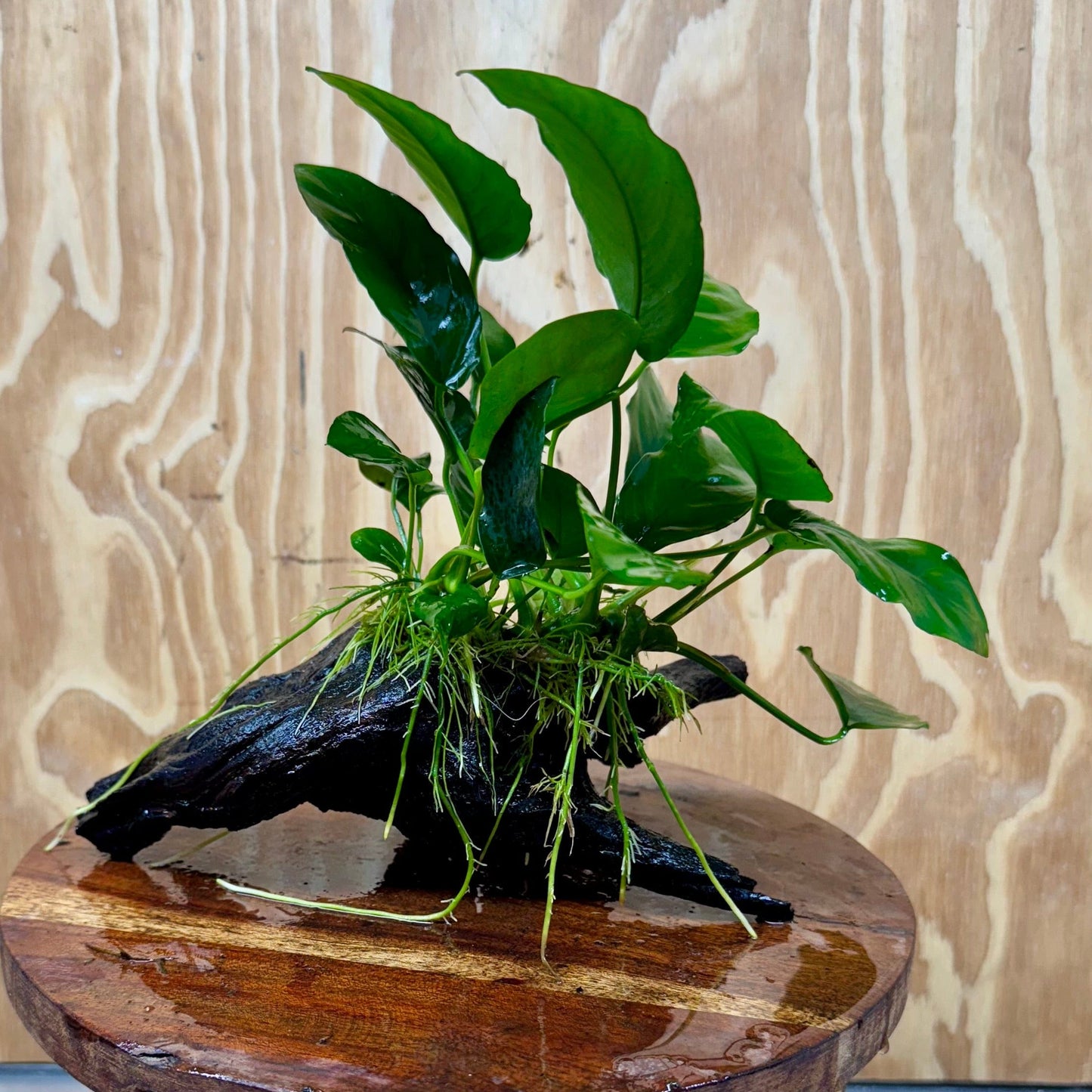 Pisces Enterprises One Only Anubias ‘Nana' on Medium Driftwood Creation - One Only - Beautiful Anubias Nana on Medium Driftwood - ONE ONLY - Scapeshop Aquarium Plants