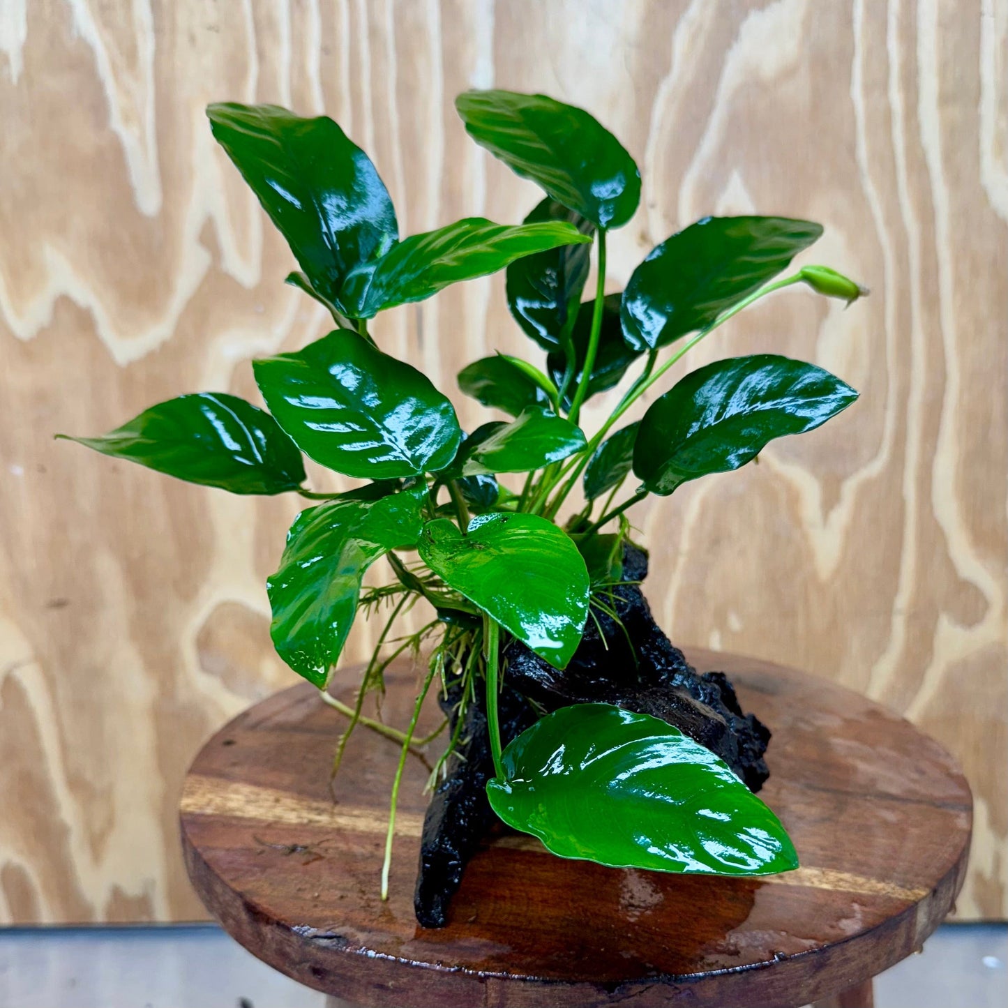 Pisces Enterprises One Only Anubias ‘Nana' on Medium Driftwood Creation - One Only - Beautiful Anubias Nana on Medium Driftwood - ONE ONLY - Scapeshop Aquarium Plants