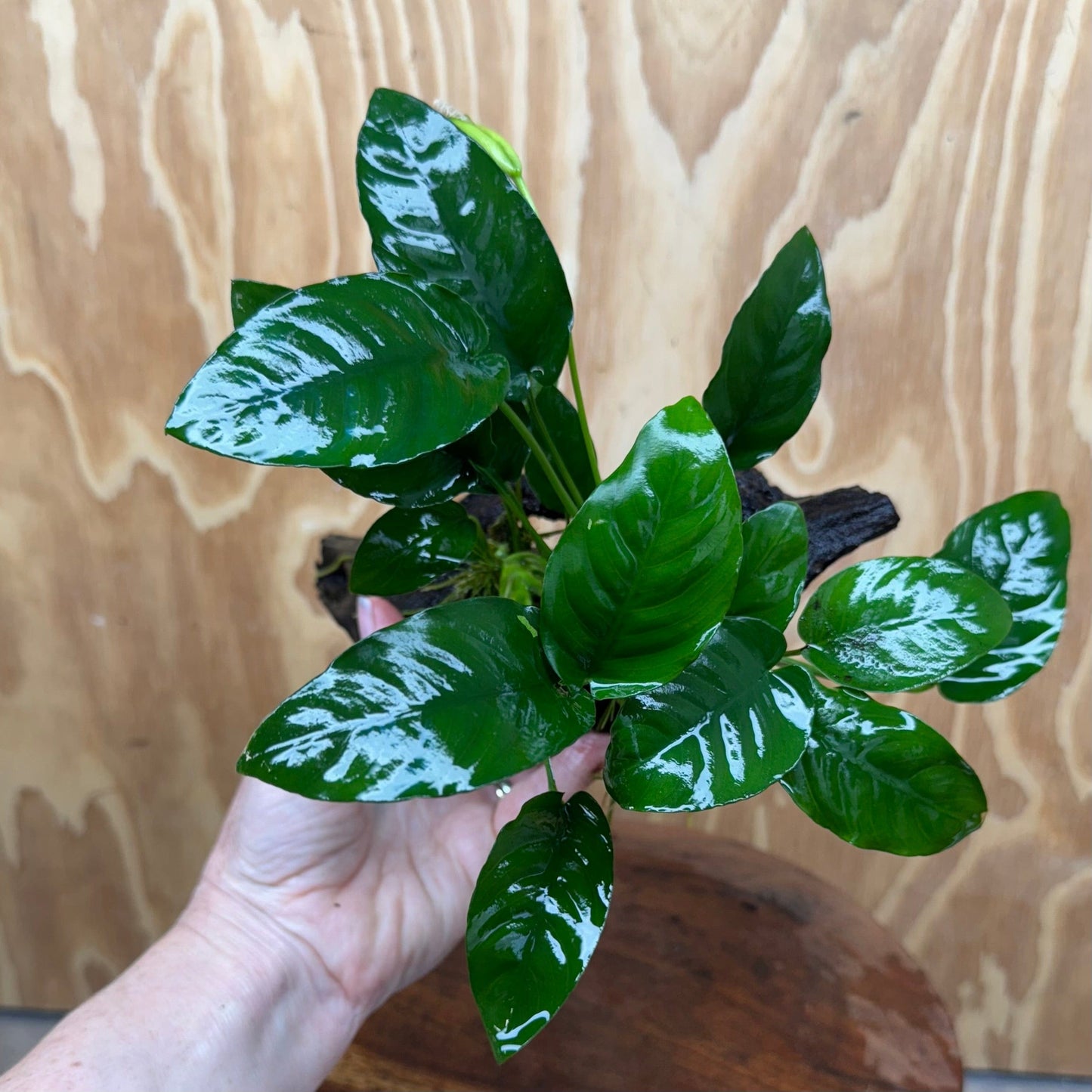 Pisces Enterprises One Only Anubias ‘Nana' on Medium Driftwood Creation - One Only - Beautiful Anubias Nana on Medium Driftwood - ONE ONLY - Scapeshop Aquarium Plants