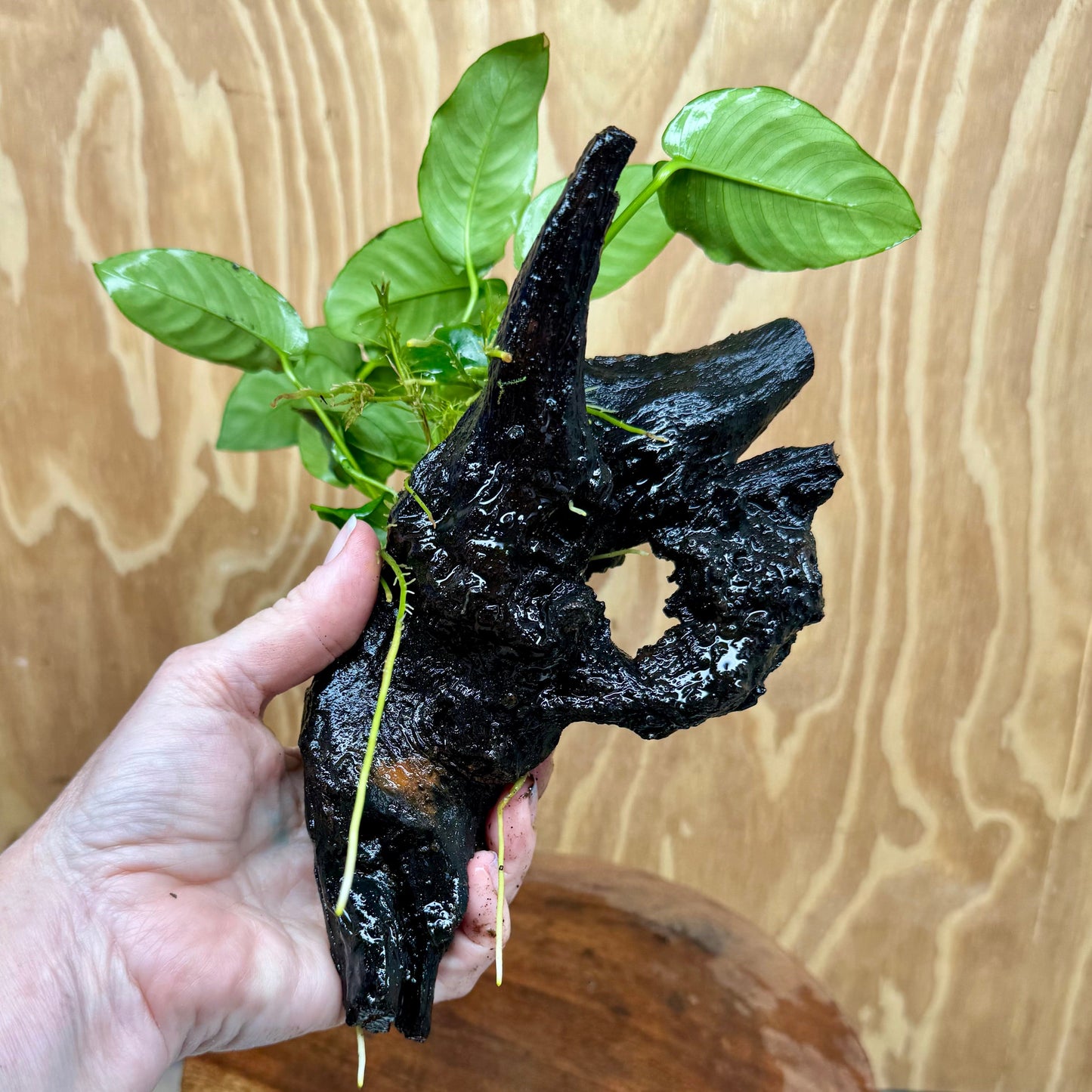 Pisces Enterprises One Only Anubias ‘Nana' on Medium Driftwood Creation - One Only - Beautiful Anubias Nana on Medium Driftwood - ONE ONLY - Scapeshop Aquarium Plants
