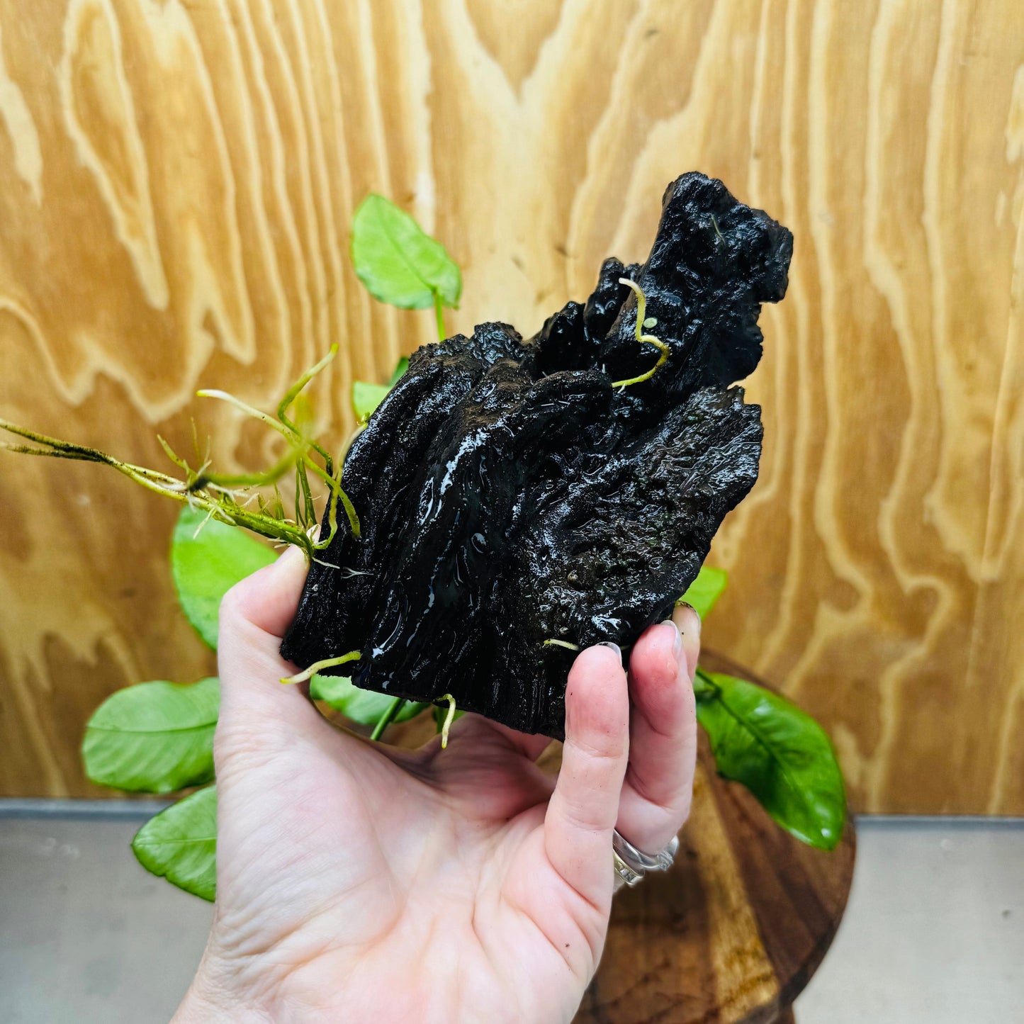 Pisces Enterprises One Only Anubias ‘Nana' on Medium Driftwood Creation - One Only - Beautiful Anubias Nana on Medium Driftwood - ONE ONLY - Scapeshop Aquarium Plants