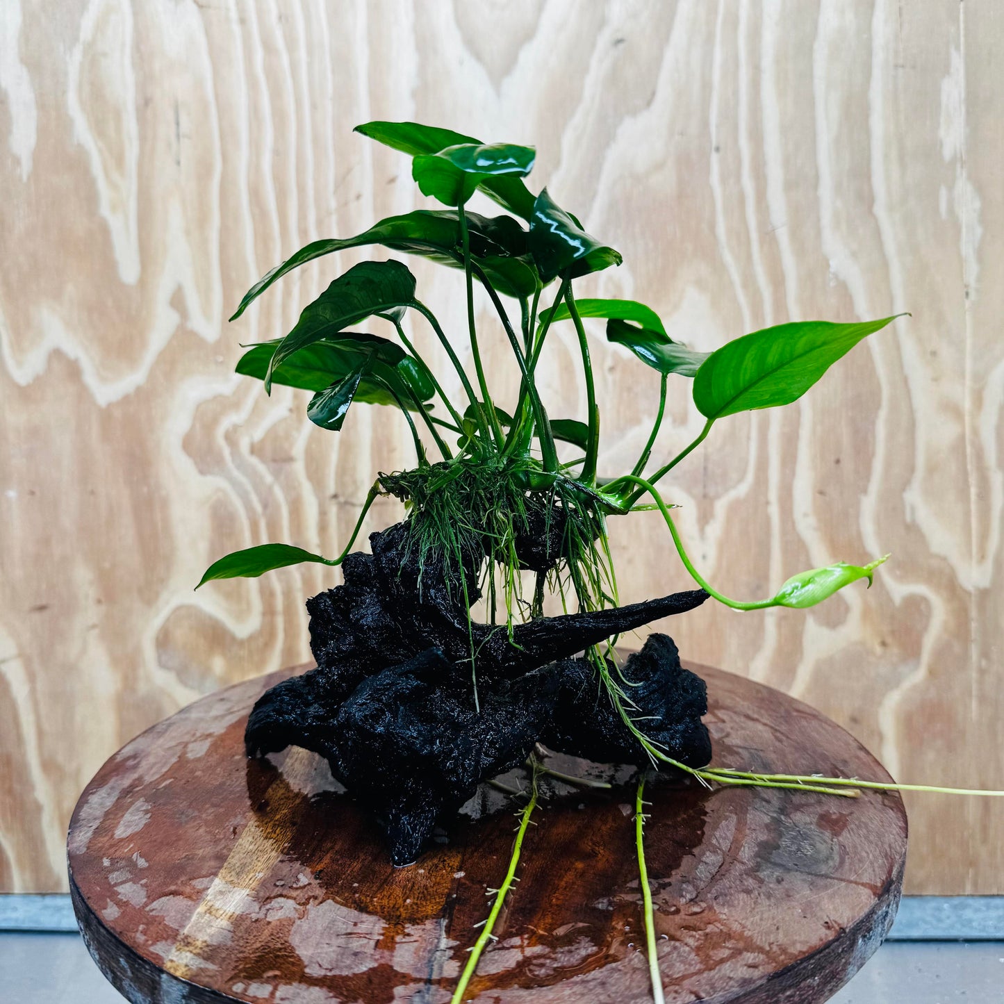 Pisces Enterprises One Only Anubias ‘Nana' on Medium Driftwood Creation - One Only - Beautiful Anubias Nana on Medium Driftwood - ONE ONLY - Scapeshop Aquarium Plants