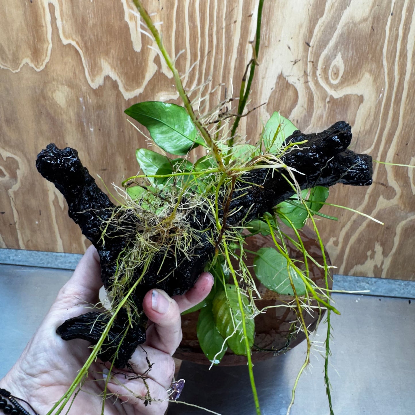 Pisces Enterprises One Only Anubias ‘Nana' on Medium Driftwood Creation - One Only - Beautiful Anubias Nana on Medium Driftwood - ONE ONLY - Scapeshop Aquarium Plants