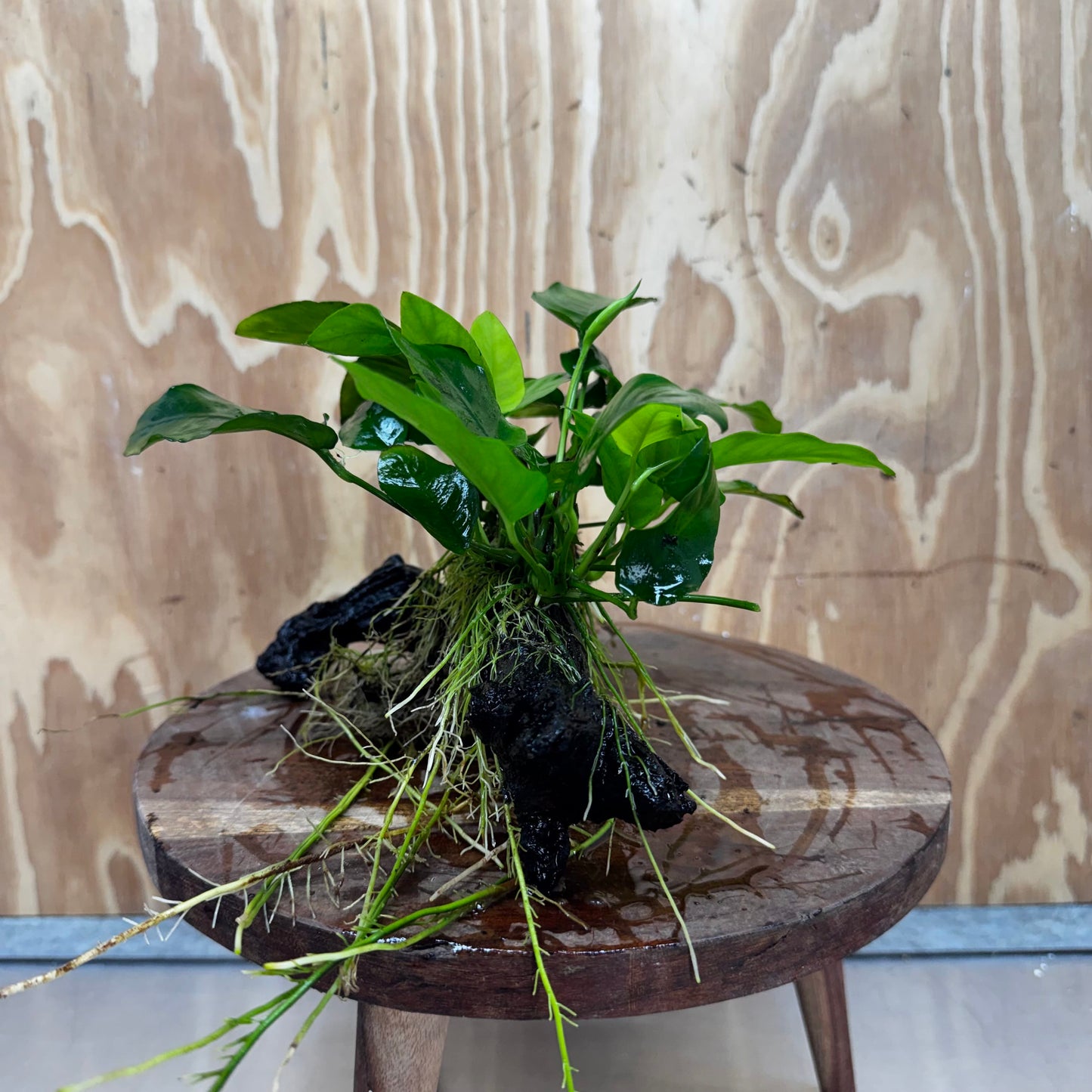 Pisces Enterprises One Only Anubias ‘Nana' on Medium Driftwood Creation - One Only - Beautiful Anubias Nana on Medium Driftwood - ONE ONLY - Scapeshop Aquarium Plants