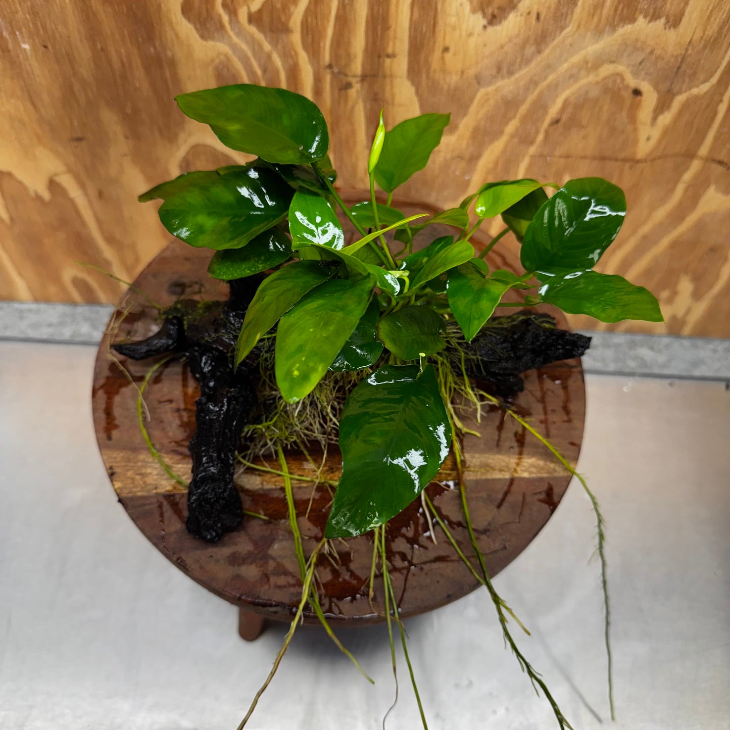 Pisces Enterprises One Only Anubias ‘Nana' on Medium Driftwood Creation - One Only - Beautiful Anubias Nana on Medium Driftwood - ONE ONLY - Scapeshop Aquarium Plants