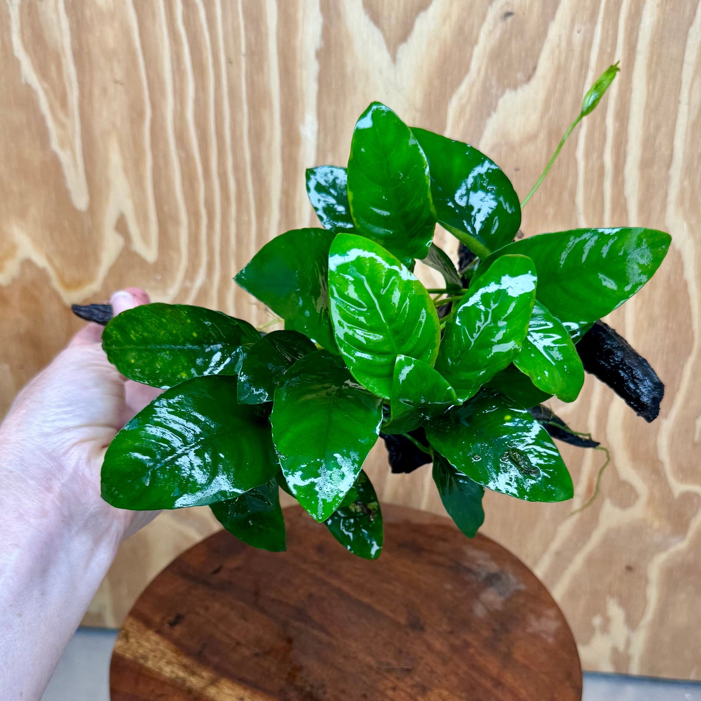 Pisces Enterprises One Only Anubias ‘Nana' on Medium Driftwood Creation - One Only - Brilliant Anubias Nana on Medium Driftwood - ONE ONLY - Scapeshop Aquarium Plants