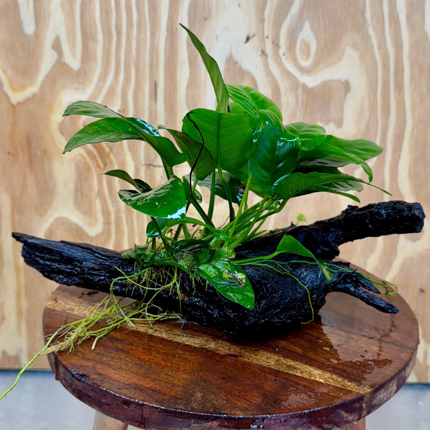Pisces Enterprises One Only Anubias ‘Nana' on Medium Driftwood Creation - One Only - Brilliant Anubias Nana on Medium Driftwood - ONE ONLY - Scapeshop Aquarium Plants
