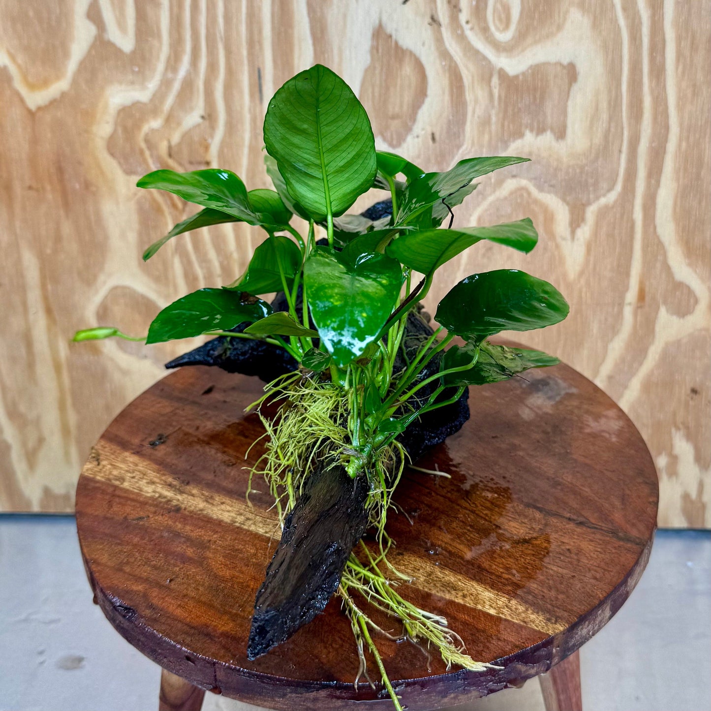 Pisces Enterprises One Only Anubias ‘Nana' on Medium Driftwood Creation - One Only - Brilliant Anubias Nana on Medium Driftwood - ONE ONLY - Scapeshop Aquarium Plants