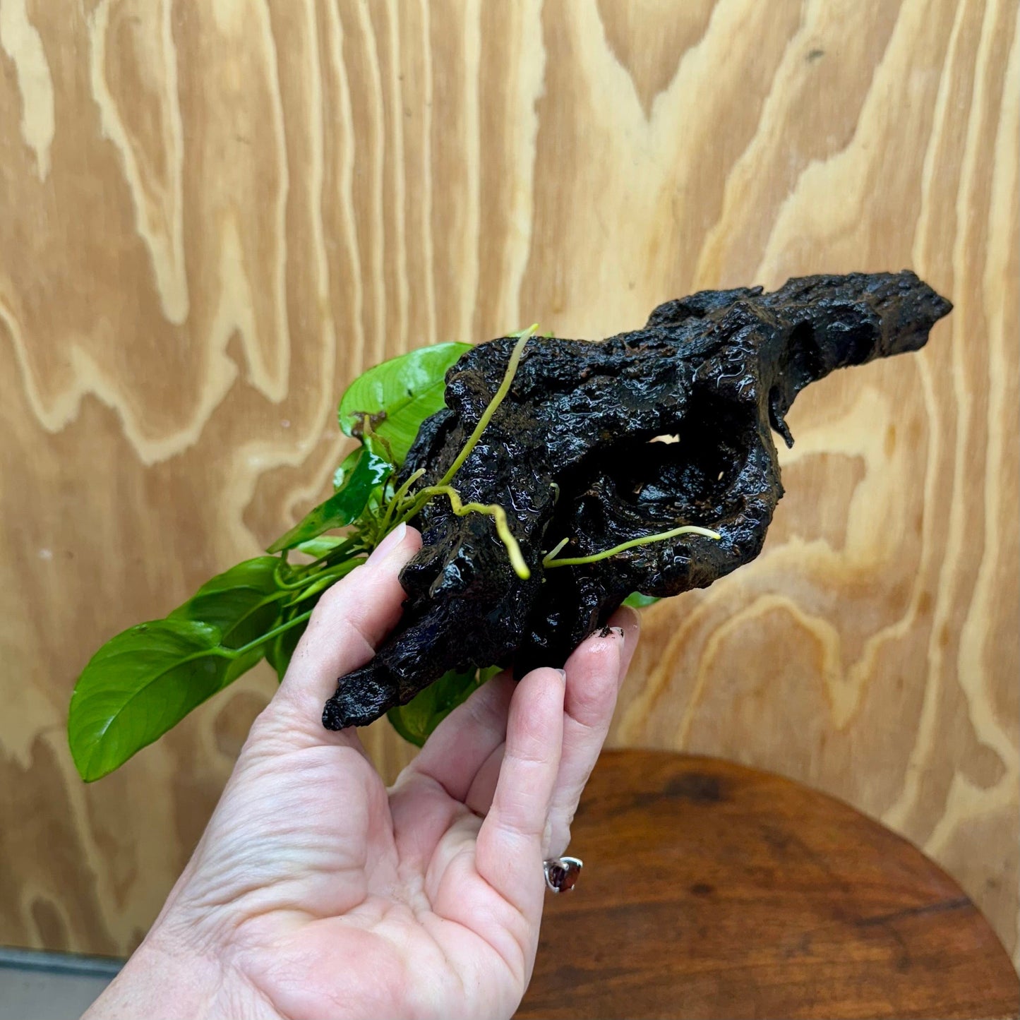 Pisces Enterprises One Only Anubias ‘Nana' on Medium Driftwood Creation - One Only - Brilliant Anubias Nana on Medium Driftwood - ONE ONLY - Scapeshop Aquarium Plants