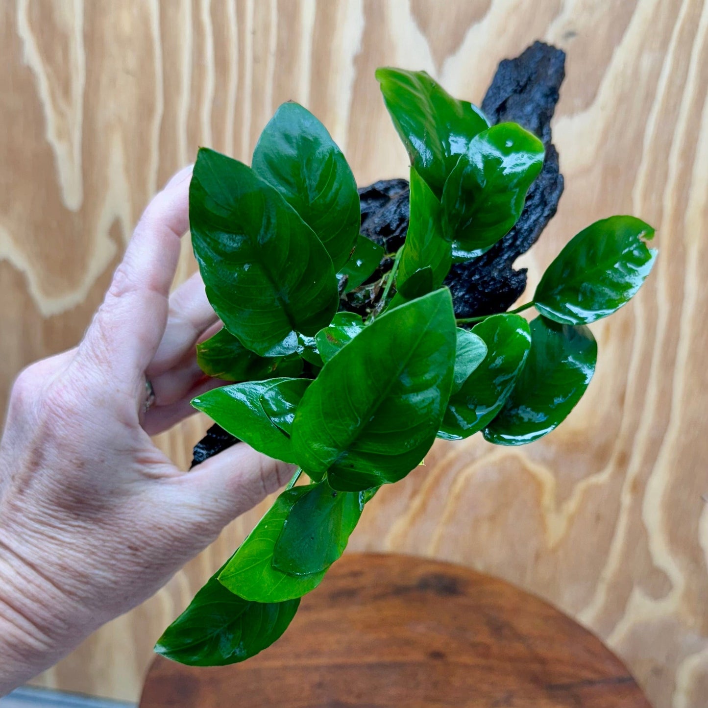 Pisces Enterprises One Only Anubias ‘Nana' on Medium Driftwood Creation - One Only - Brilliant Anubias Nana on Medium Driftwood - ONE ONLY - Scapeshop Aquarium Plants