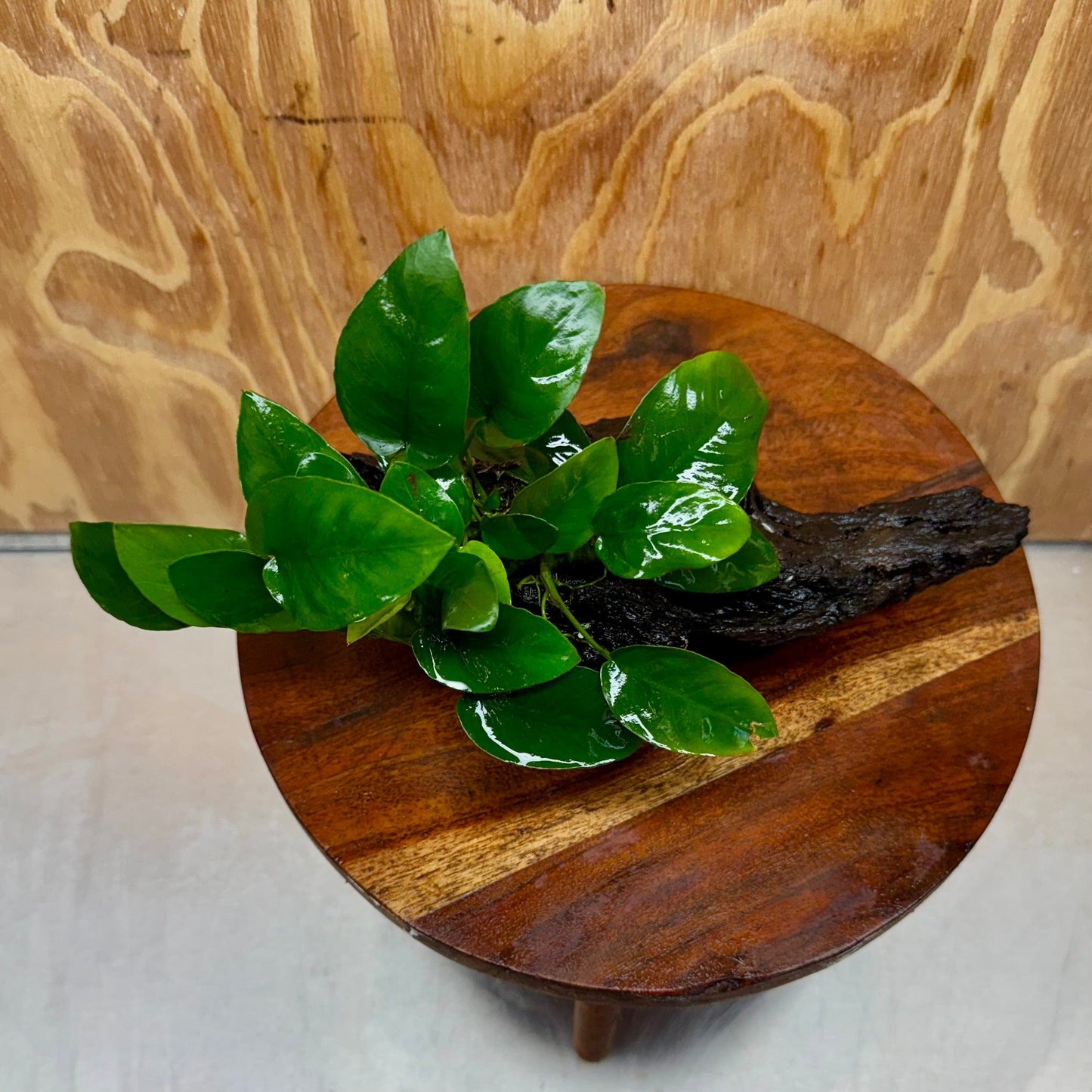 Pisces Enterprises One Only Anubias ‘Nana' on Medium Driftwood Creation - One Only - Brilliant Anubias Nana on Medium Driftwood - ONE ONLY - Scapeshop Aquarium Plants
