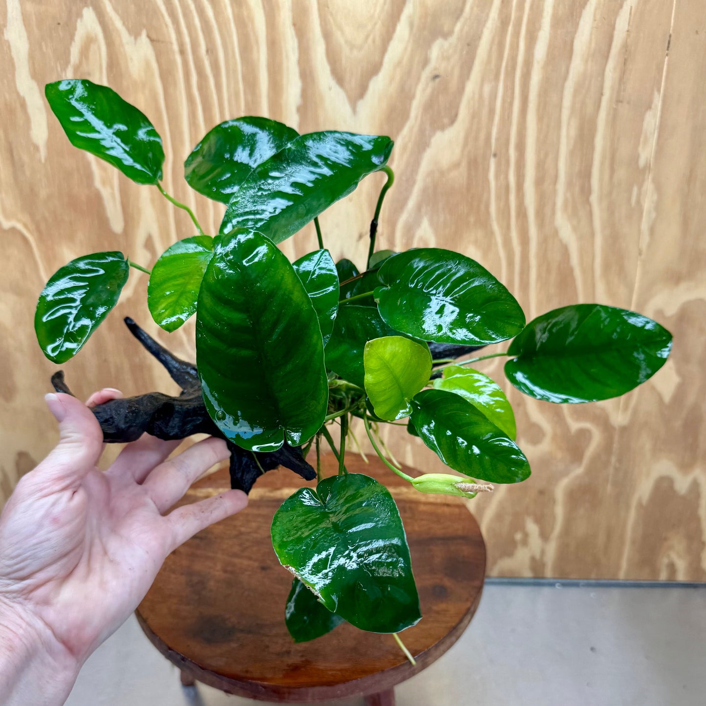 Pisces Enterprises One Only Anubias ‘Nana' on Medium Driftwood Creation - One Only - Brilliant Anubias Nana on Medium Driftwood - ONE ONLY - Scapeshop Aquarium Plants