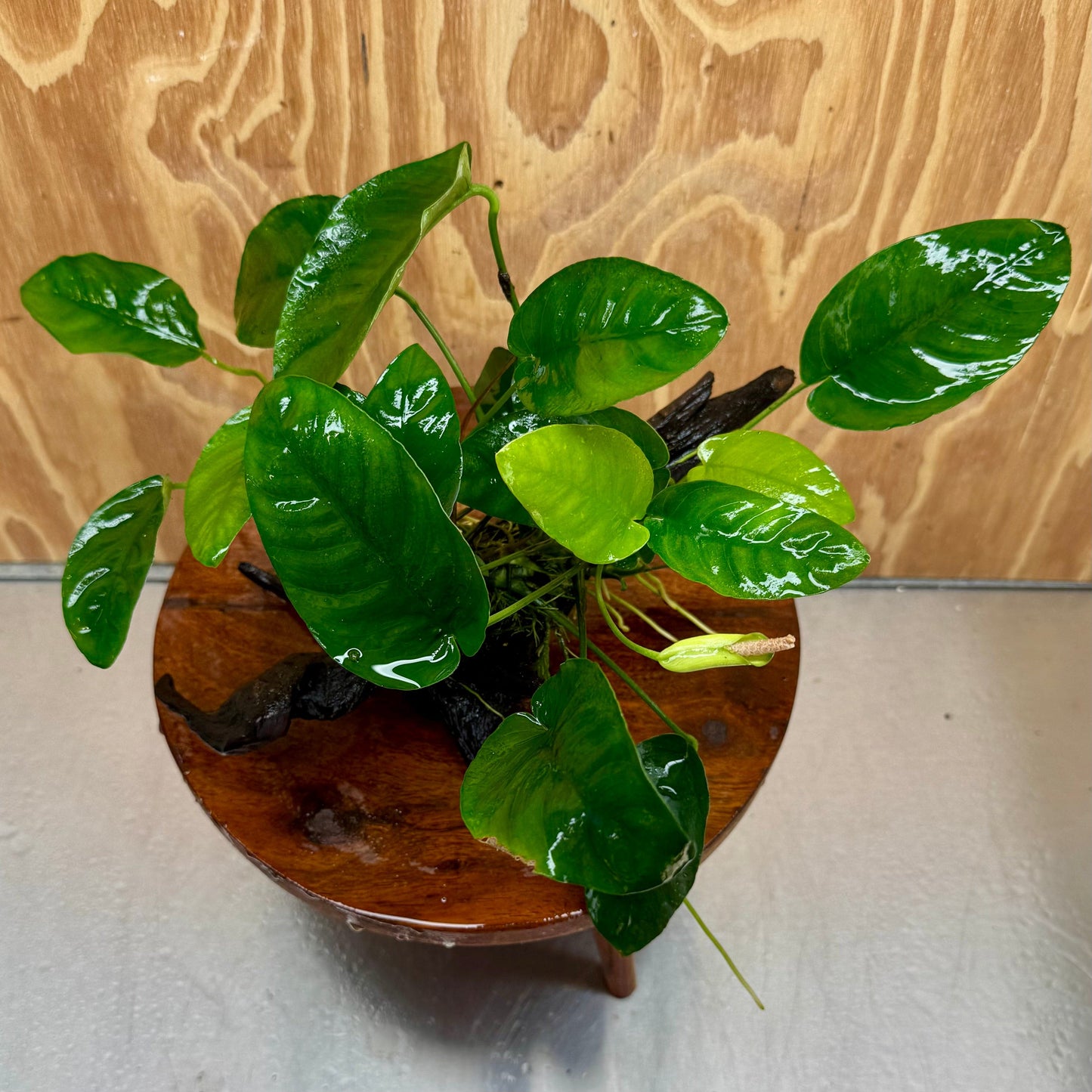 Pisces Enterprises One Only Anubias ‘Nana' on Medium Driftwood Creation - One Only - Brilliant Anubias Nana on Medium Driftwood - ONE ONLY - Scapeshop Aquarium Plants