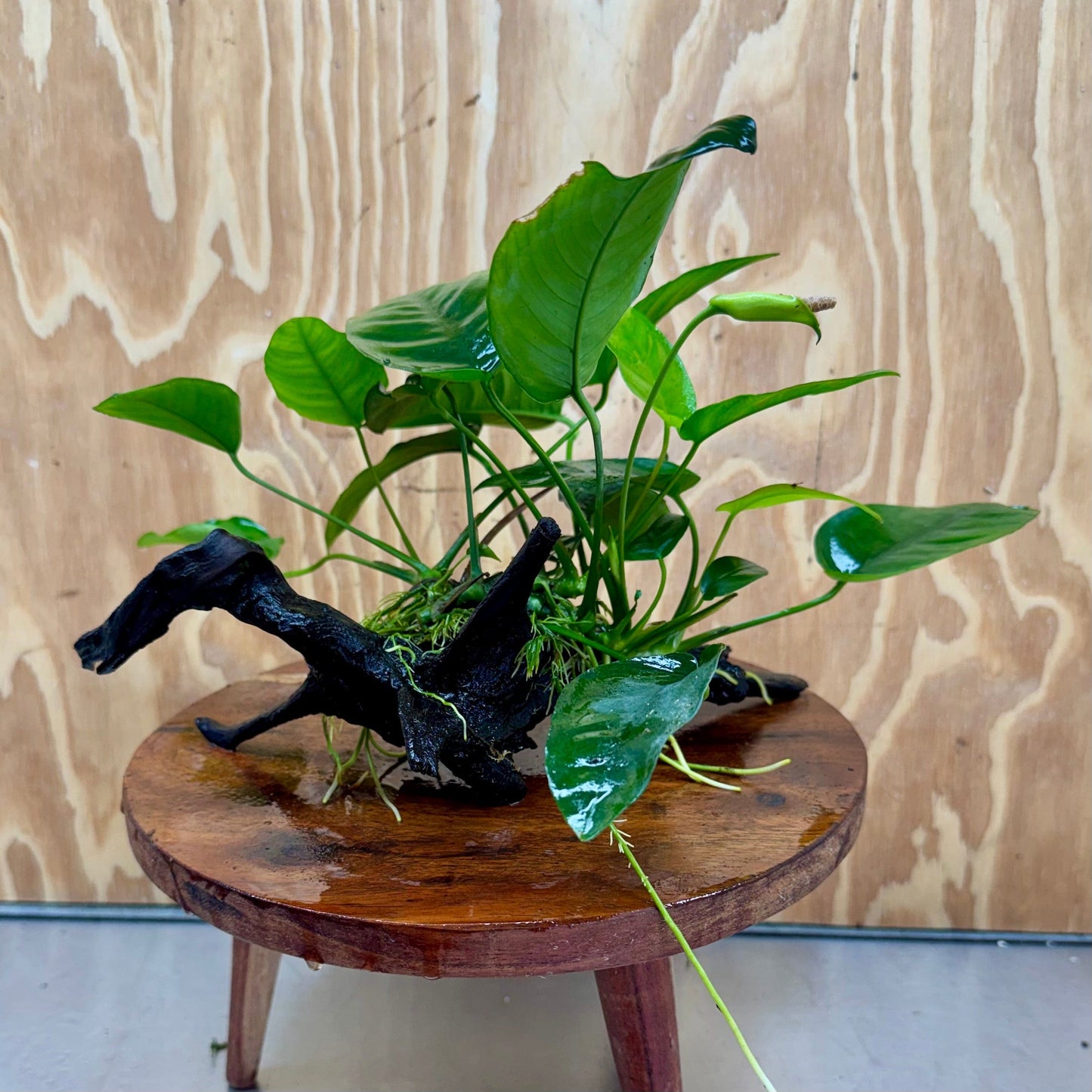 Pisces Enterprises One Only Anubias ‘Nana' on Medium Driftwood Creation - One Only - Brilliant Anubias Nana on Medium Driftwood - ONE ONLY - Scapeshop Aquarium Plants