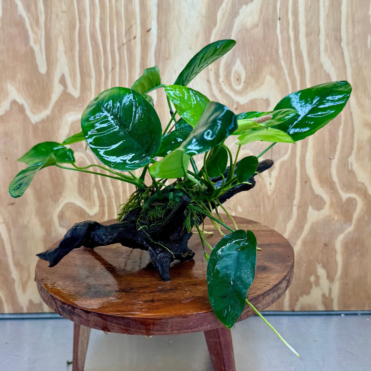 Pisces Enterprises One Only Anubias ‘Nana' on Medium Driftwood Creation - One Only - Brilliant Anubias Nana on Medium Driftwood - ONE ONLY - Scapeshop Aquarium Plants