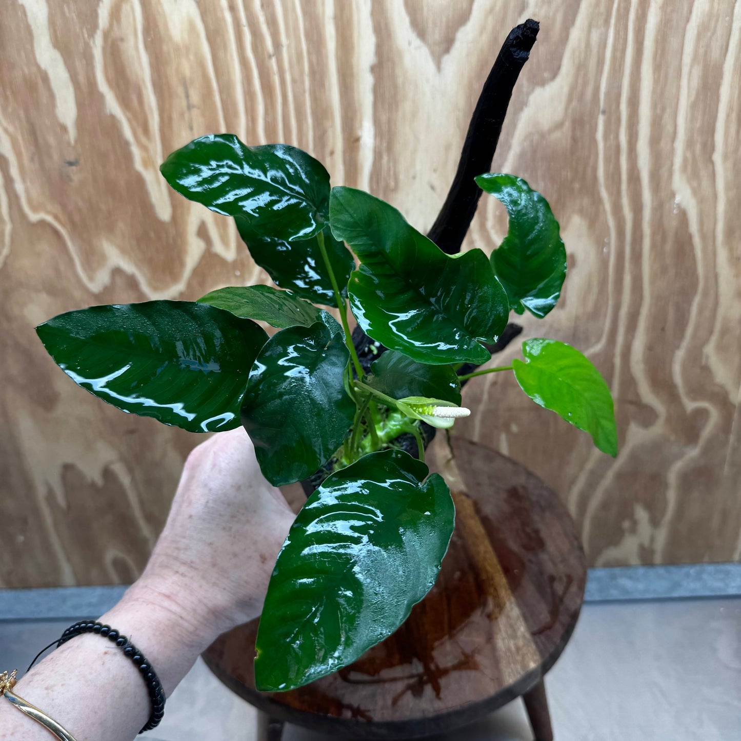 Pisces Enterprises One Only Anubias ‘Nana' on Medium Driftwood Creation - One Only - Excellent Anubias Nana on Medium Driftwood - ONE ONLY - Scapeshop Aquarium Plants