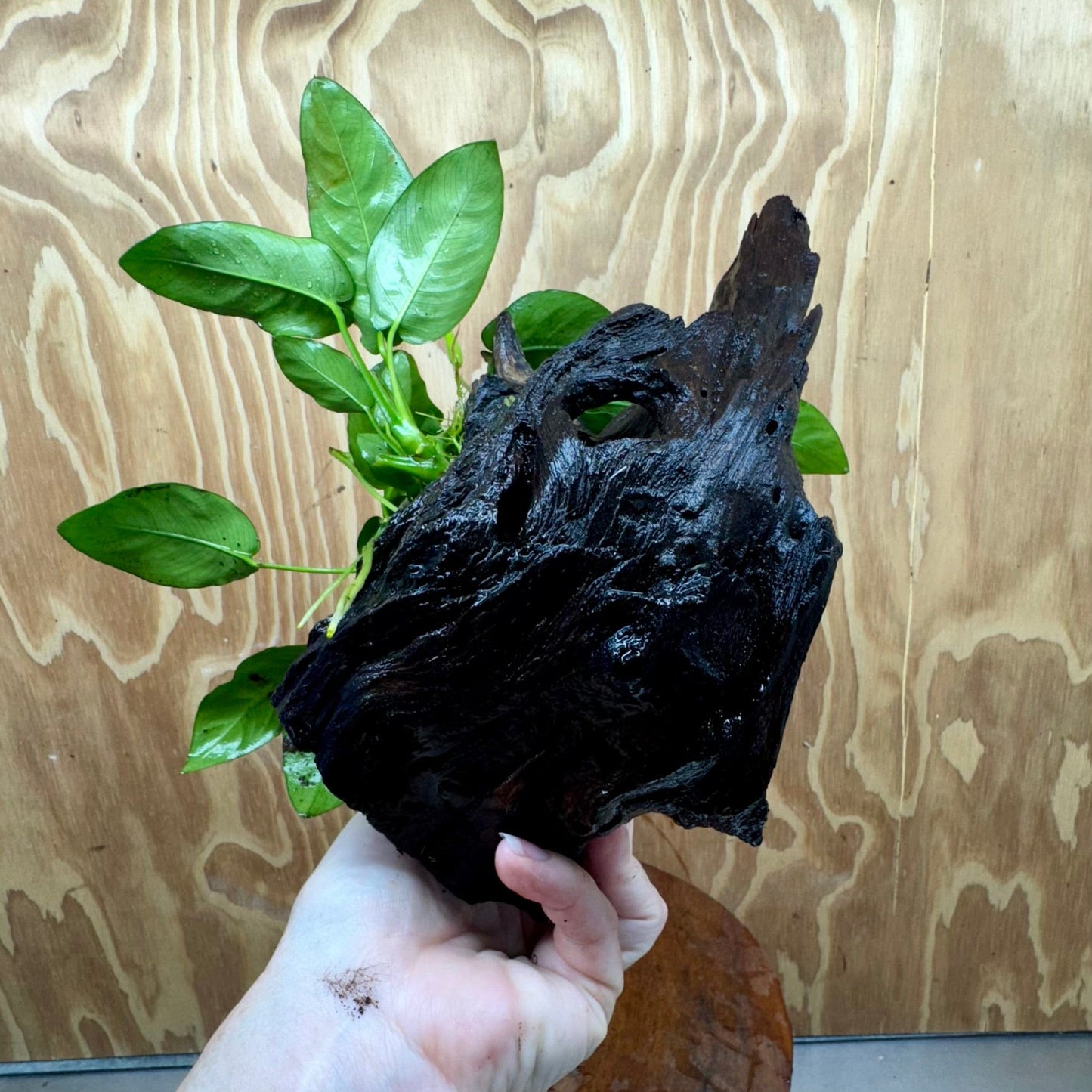 Pisces Enterprises One Only Anubias ‘Nana' on Medium Driftwood Creation - One Only - Fancy Anubias Barteri on Medium Driftwood - ONE ONLY - Scapeshop Aquarium