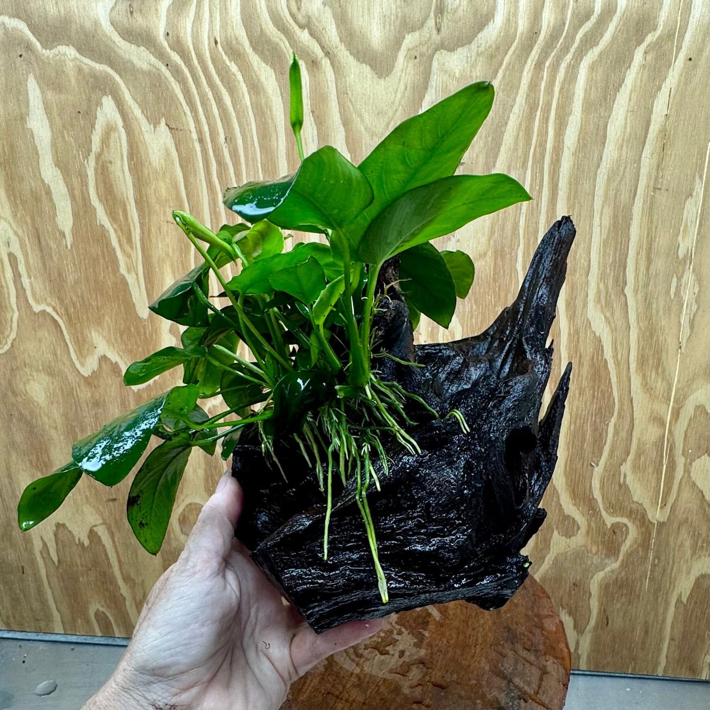 Pisces Enterprises One Only Anubias ‘Nana' on Medium Driftwood Creation - One Only - Fancy Anubias Barteri on Medium Driftwood - ONE ONLY - Scapeshop Aquarium
