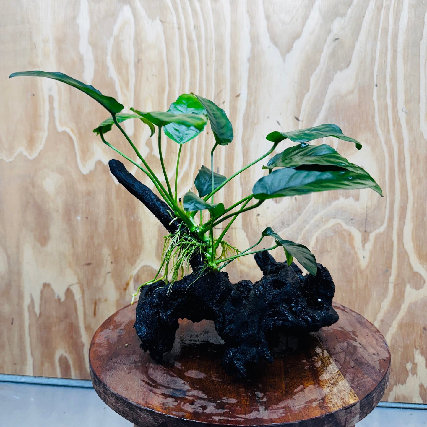 Pisces Enterprises One Only Anubias ‘Nana' on Medium Driftwood Creation - One Only - Fancy Anubias Nana on Medium Driftwood - ONE ONLY - Scapeshop Australia