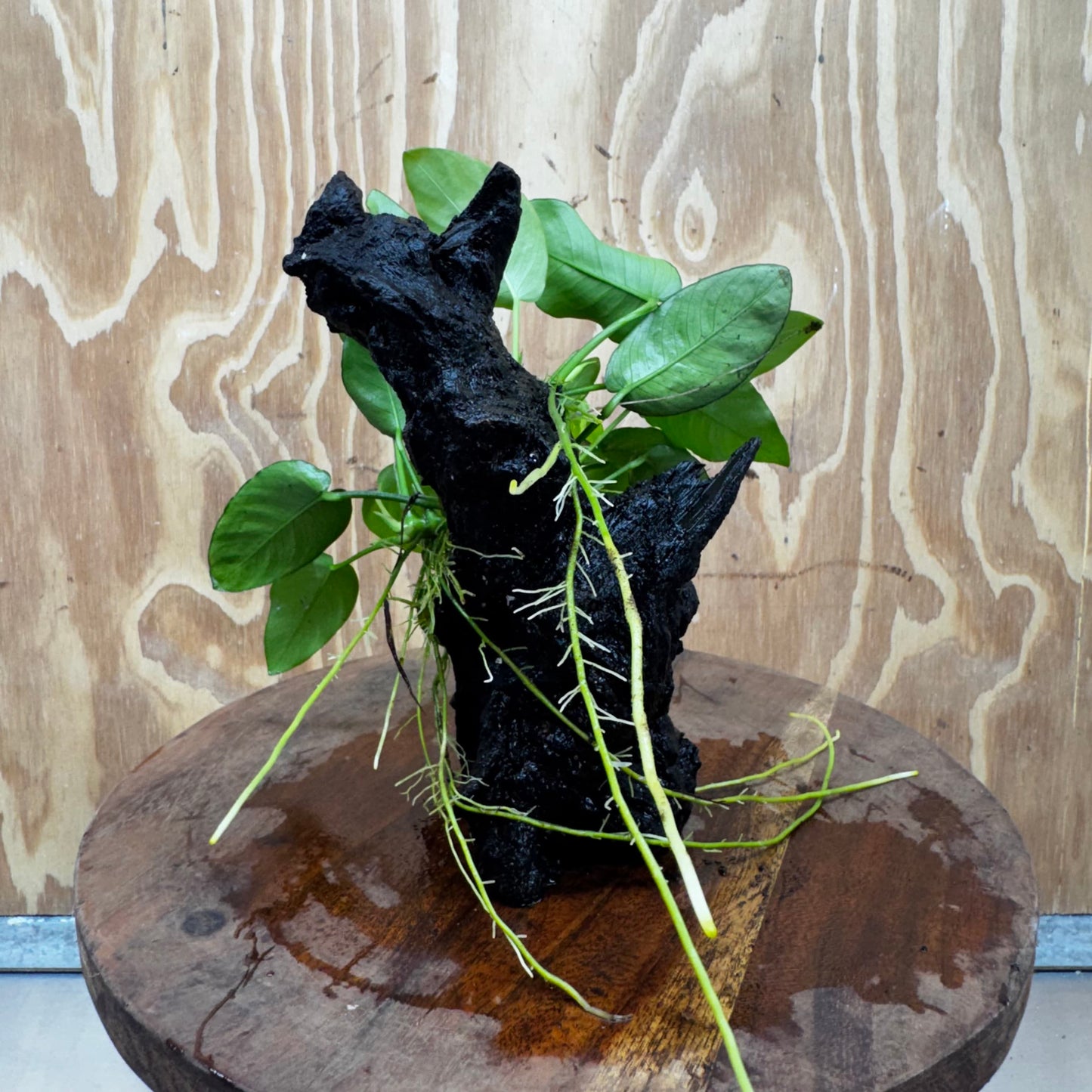 Pisces Enterprises One Only Anubias ‘Nana' on Medium Driftwood Creation - One Only - Fancy Anubias Nana on Medium Driftwood - ONE ONLY - Scapeshop Australia