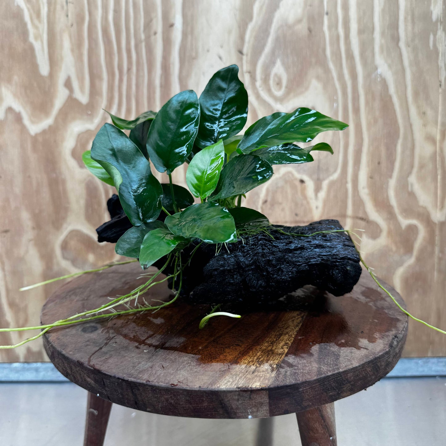 Pisces Enterprises One Only Anubias ‘Nana' on Medium Driftwood Creation - One Only - Fancy Anubias Nana on Medium Driftwood - ONE ONLY - Scapeshop Australia