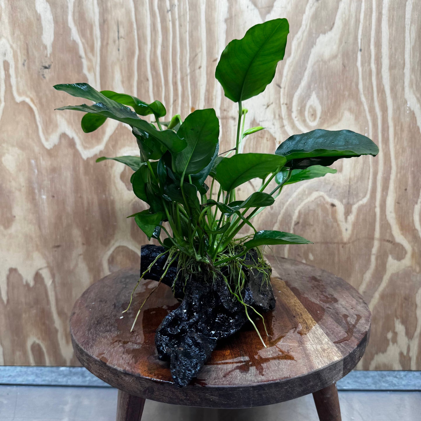 Pisces Enterprises One Only Anubias ‘Nana' on Medium Driftwood Creation - One Only - Fancy Anubias Nana on Medium Driftwood - ONE ONLY - Scapeshop Australia