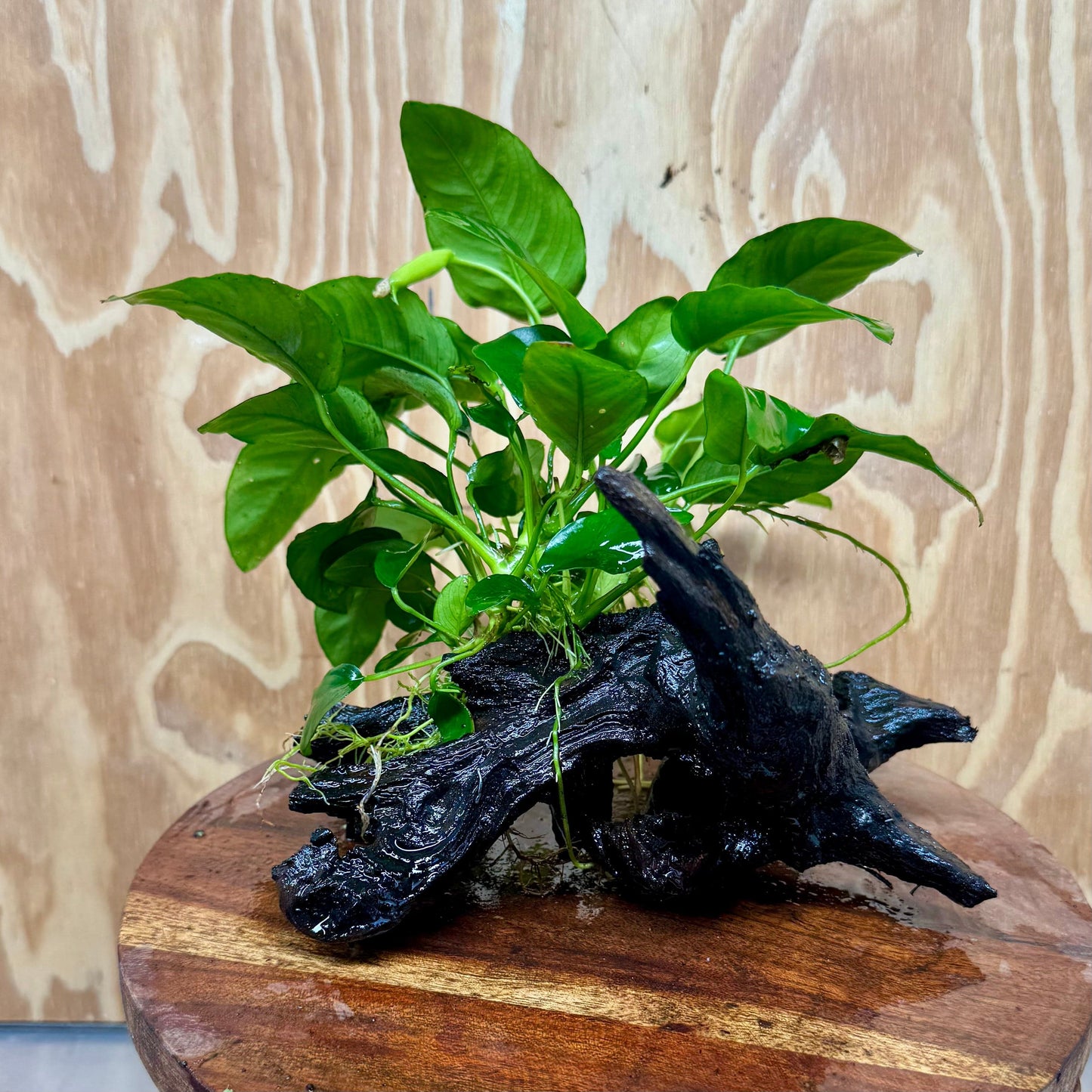 Pisces Enterprises One Only Anubias 'Nana' on Medium Driftwood Creation - One Only - Graceful Anubias Old Type Afzelli on Medium Driftwood - ONE ONLY - Scapeshop